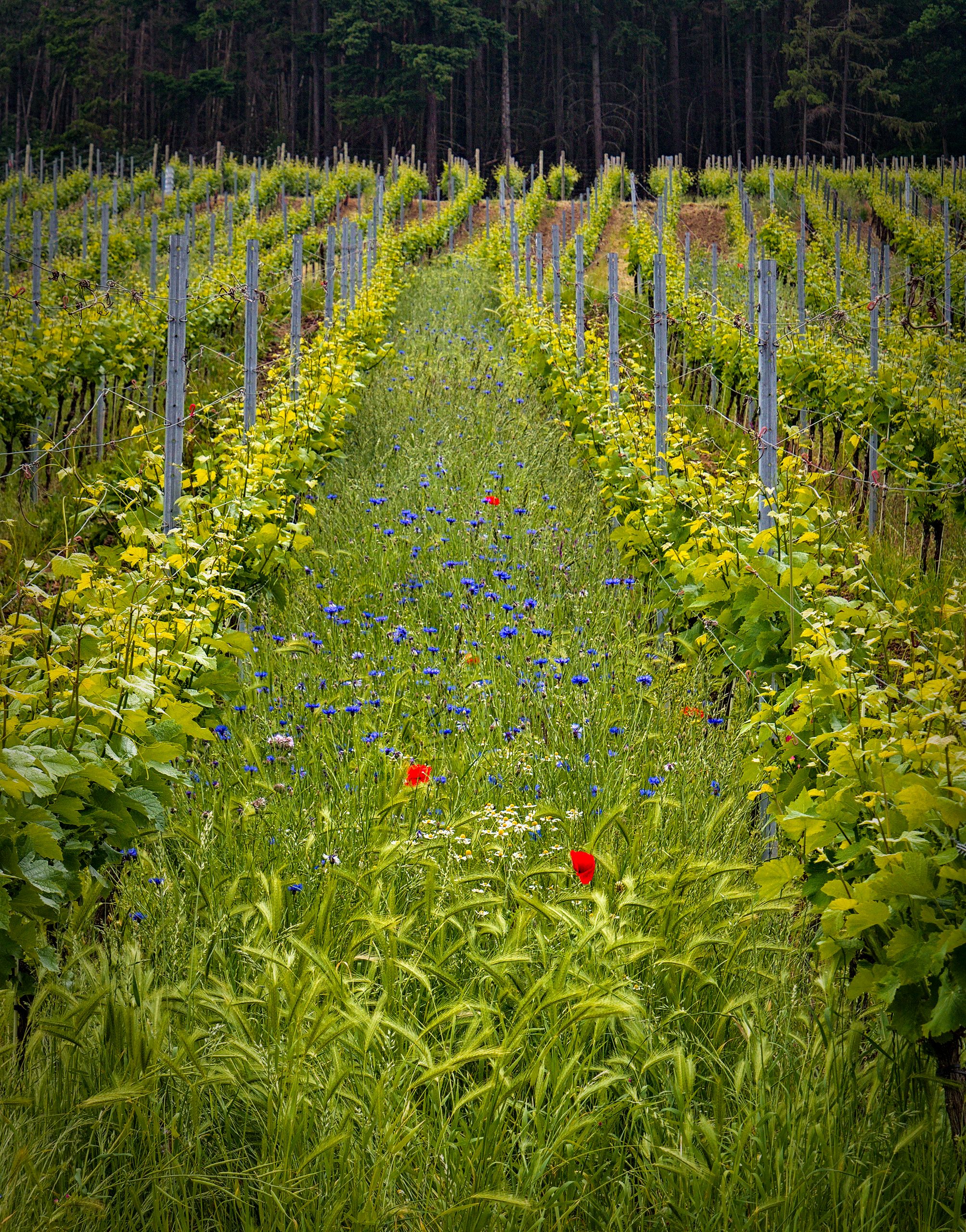 Flowers in the Vineyard