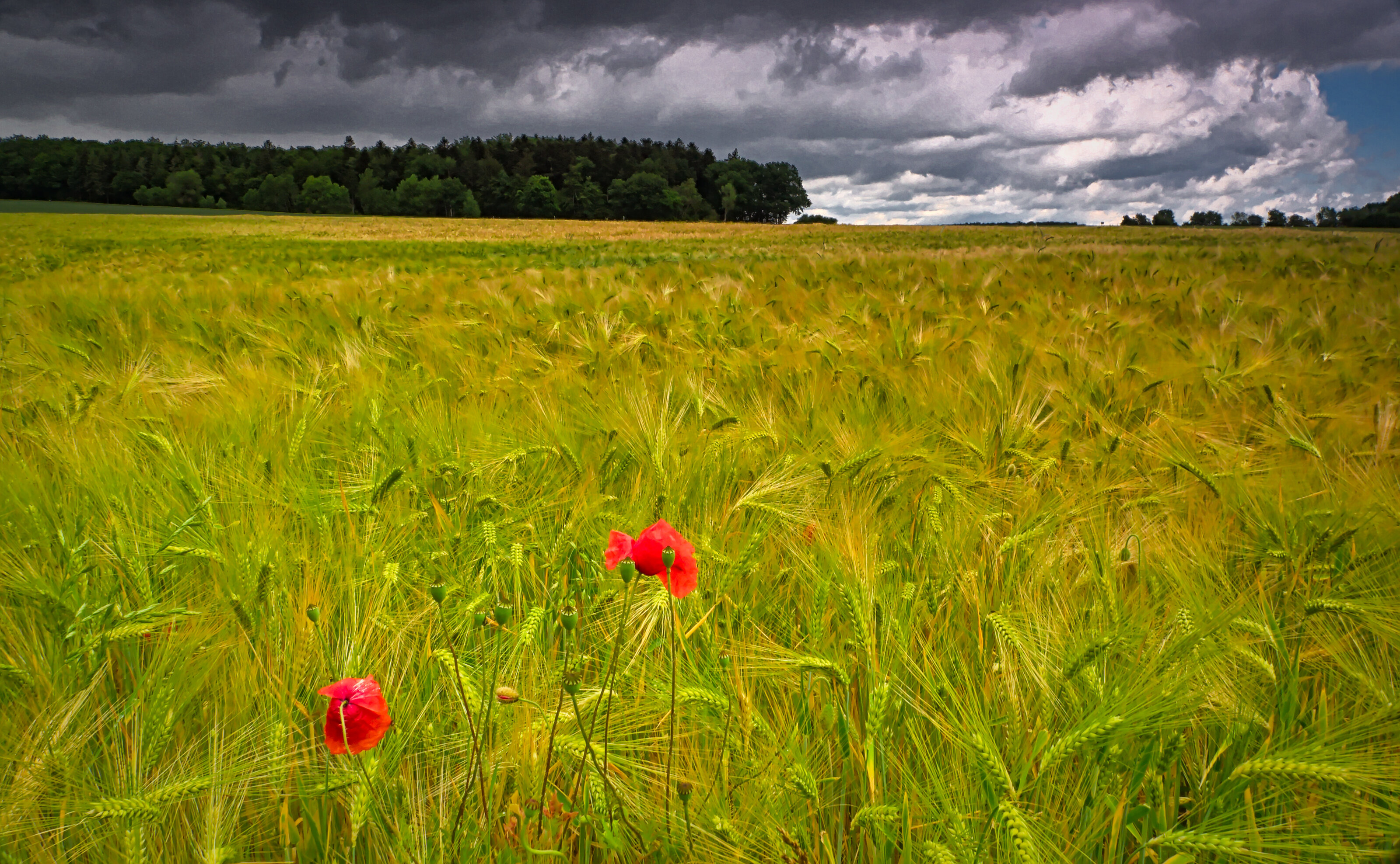Barley / Poppies
