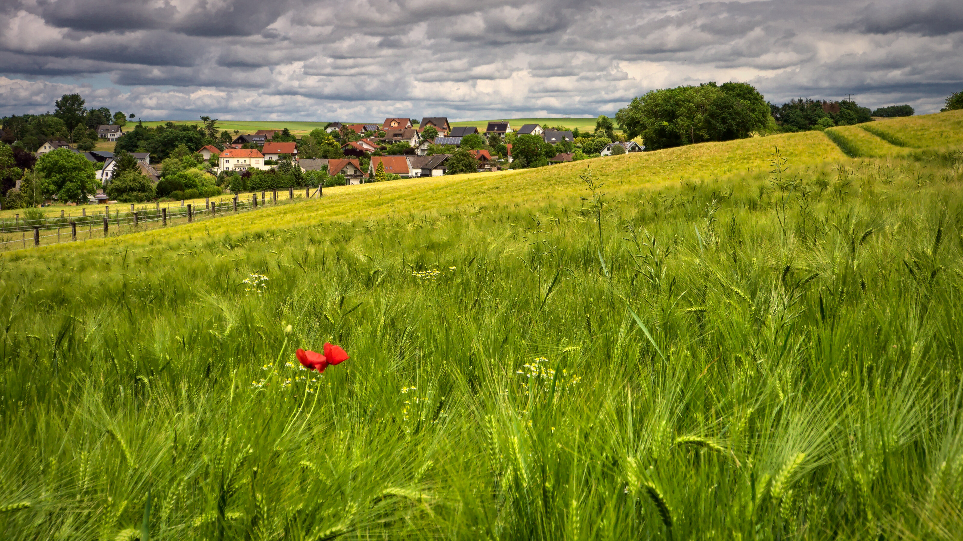 Barley / Poppies