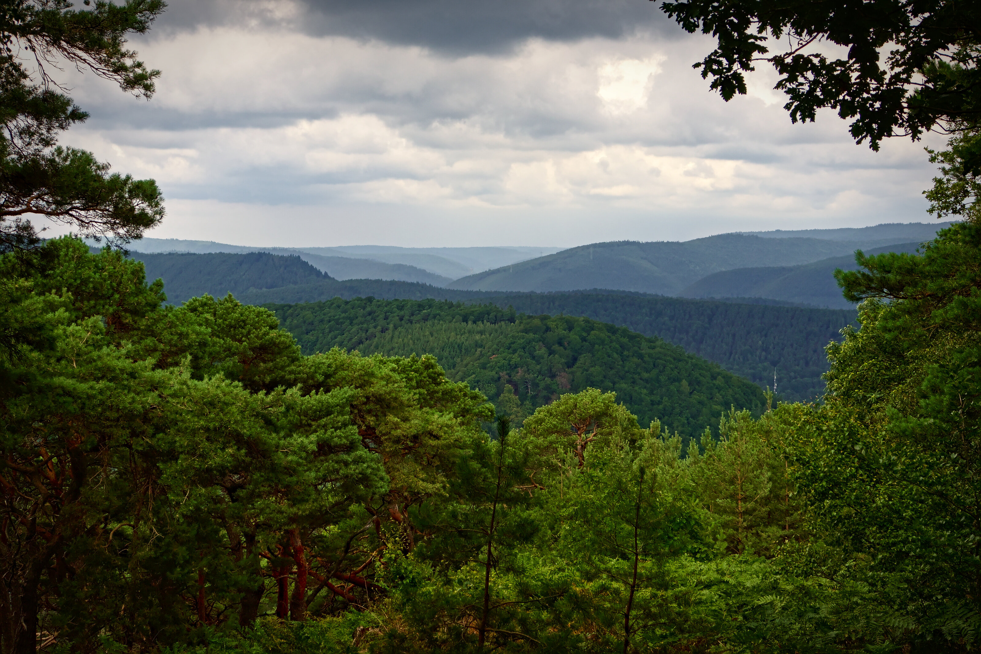 Palatinate Forest