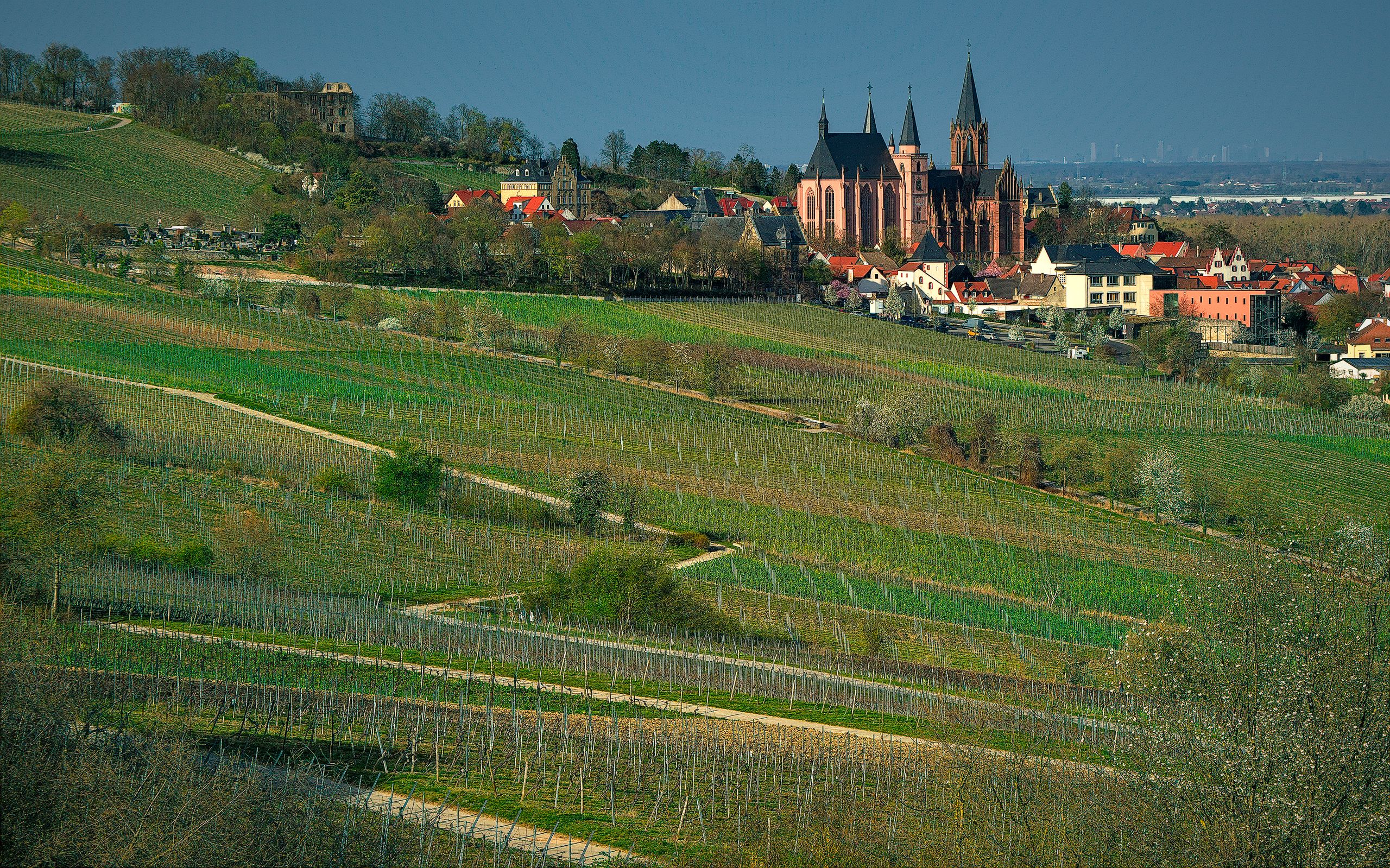 Vineyards / St. Catherine's Church