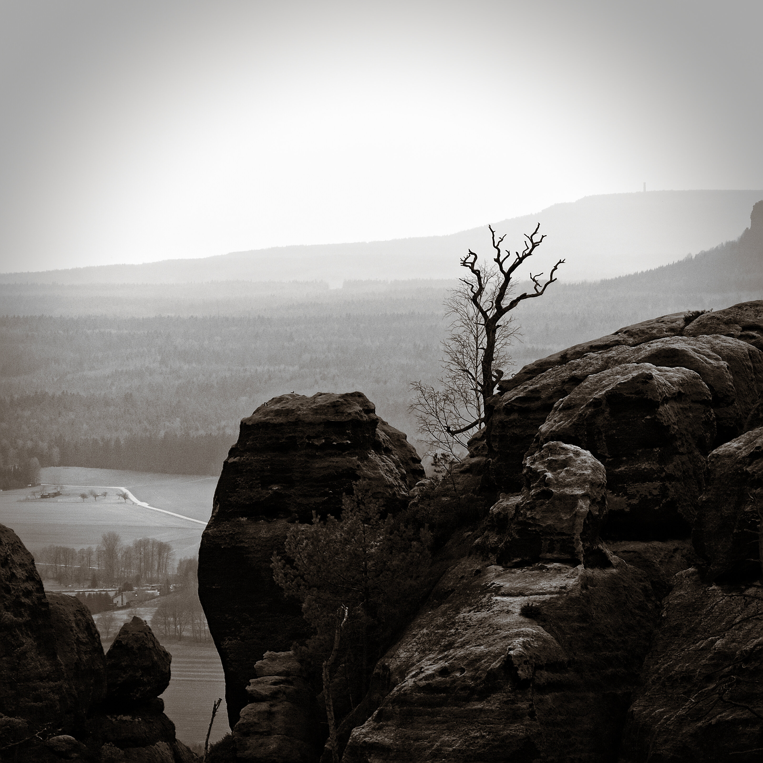 Tree on Sandstone Rocks