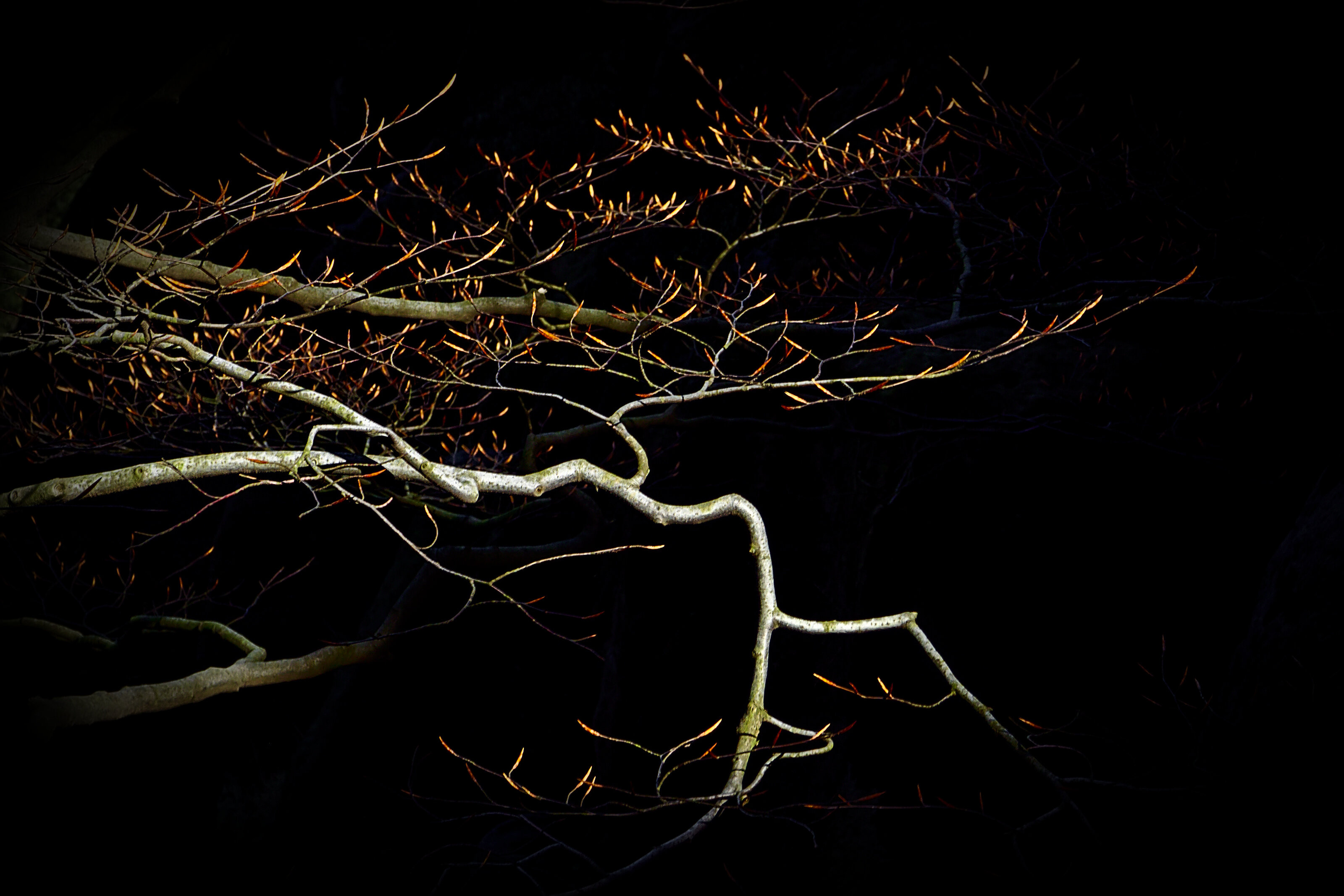 First Beams of the Spring Sun