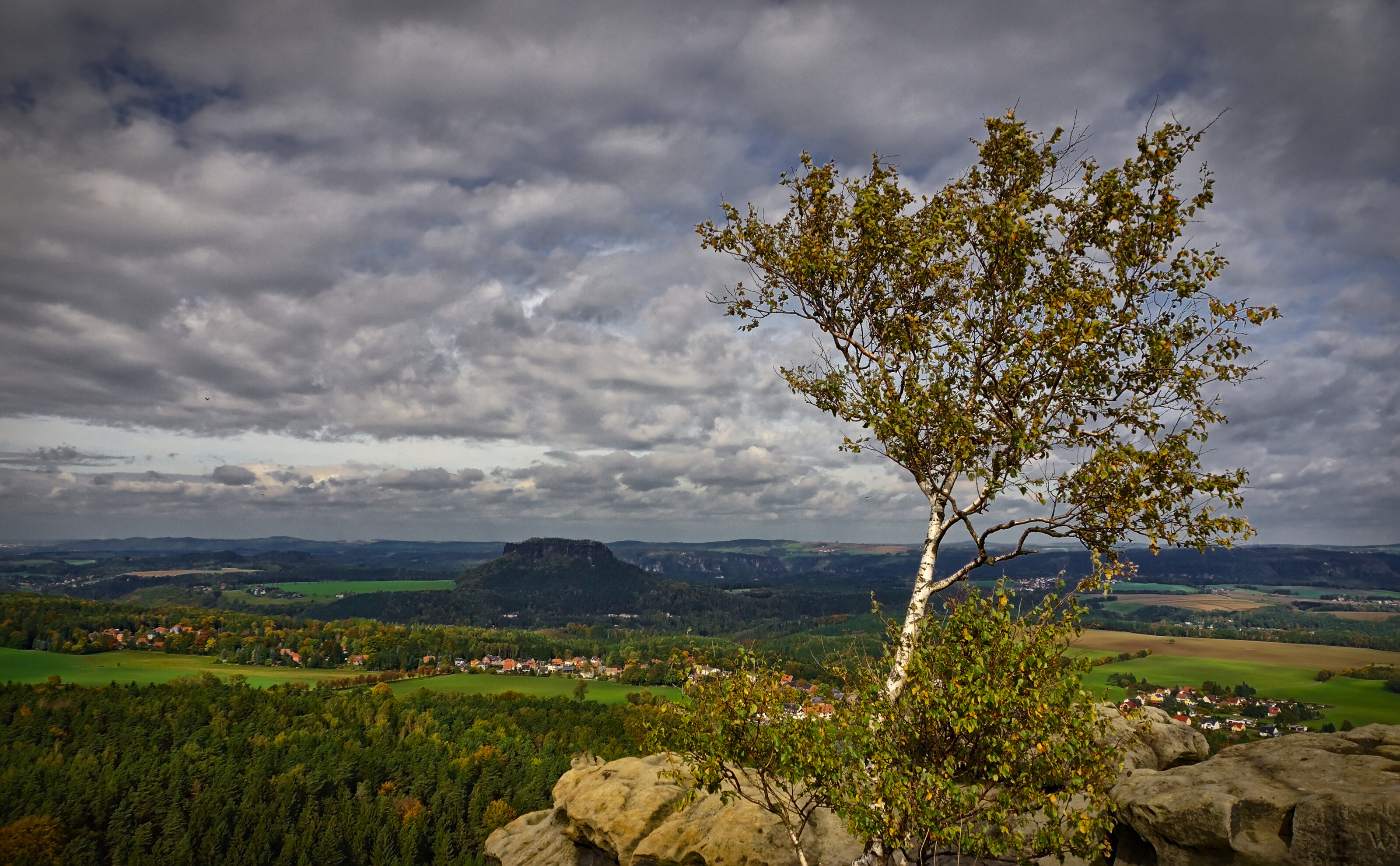 Birch On The Gohrisch Summit
