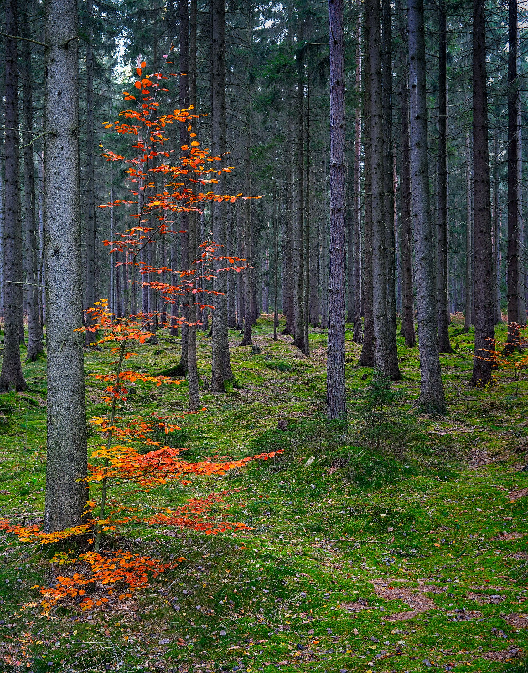 Dippoldiswalder Heide