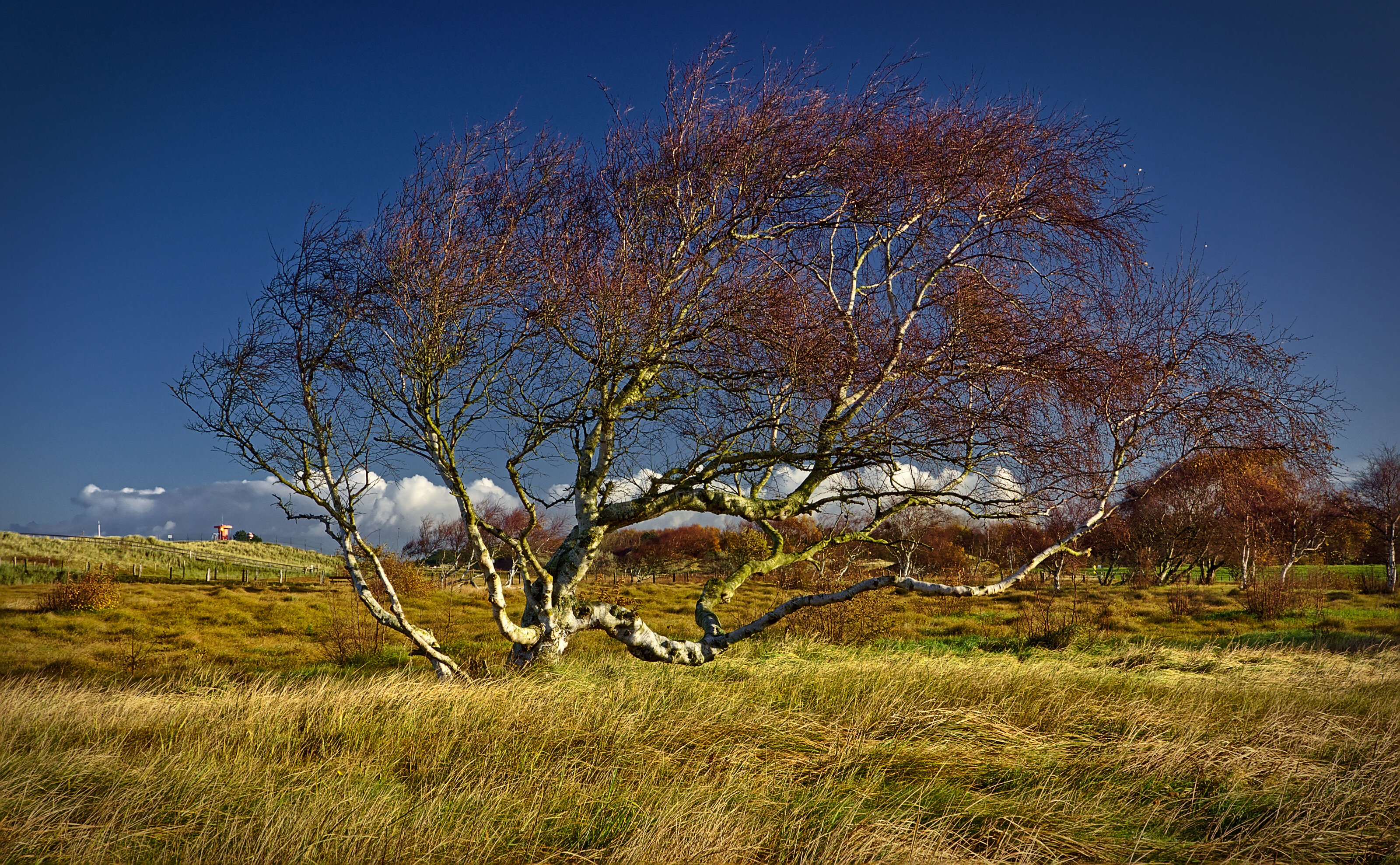 Trees In The Dunes