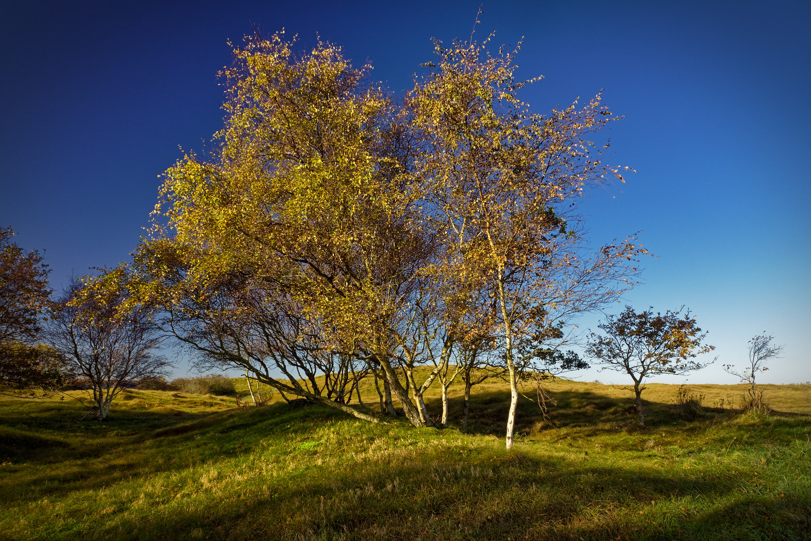 Trees In The Dunes