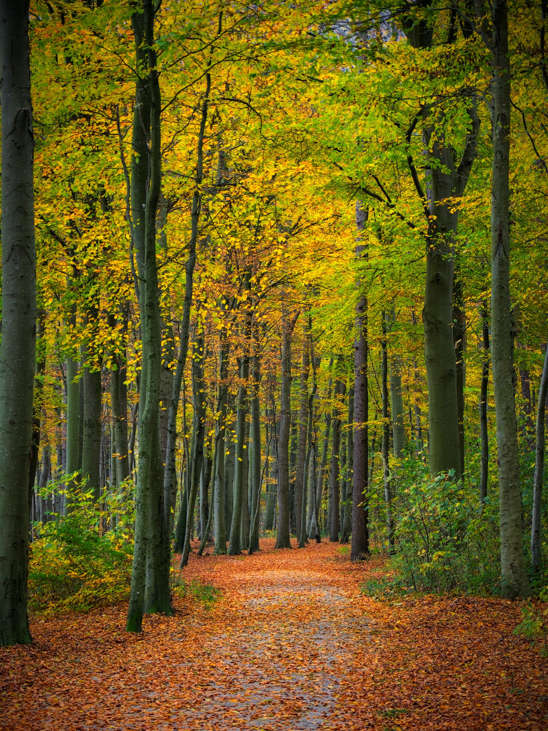 Beech Forest at the Baltic Sea