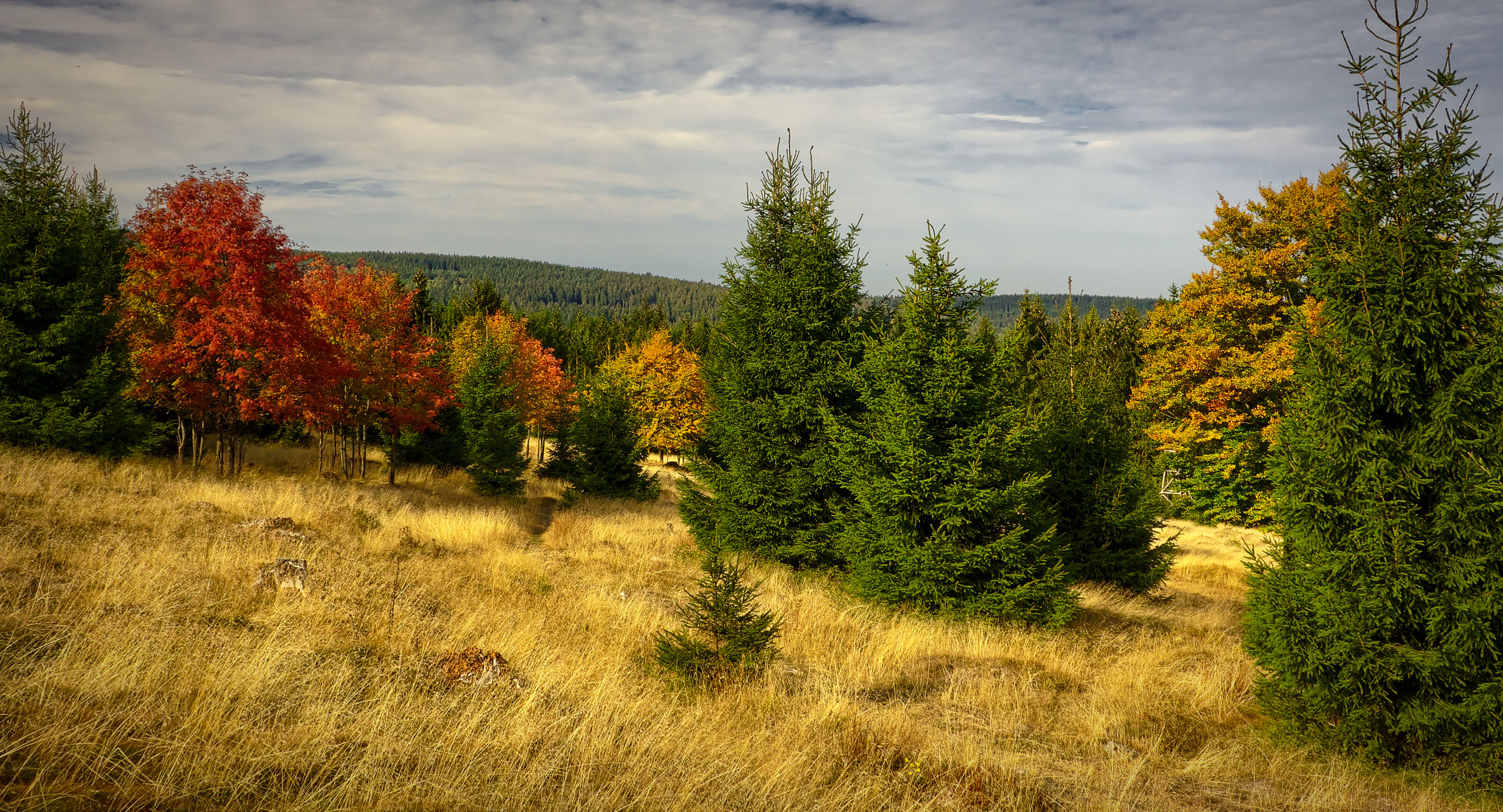 Dried out Meadow