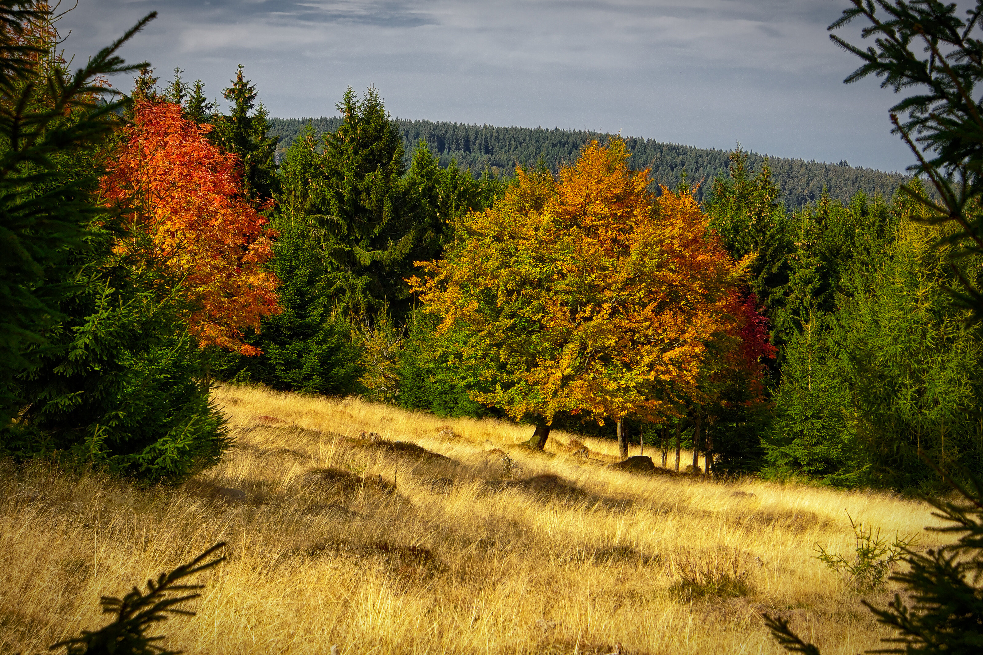 Dried out Meadow