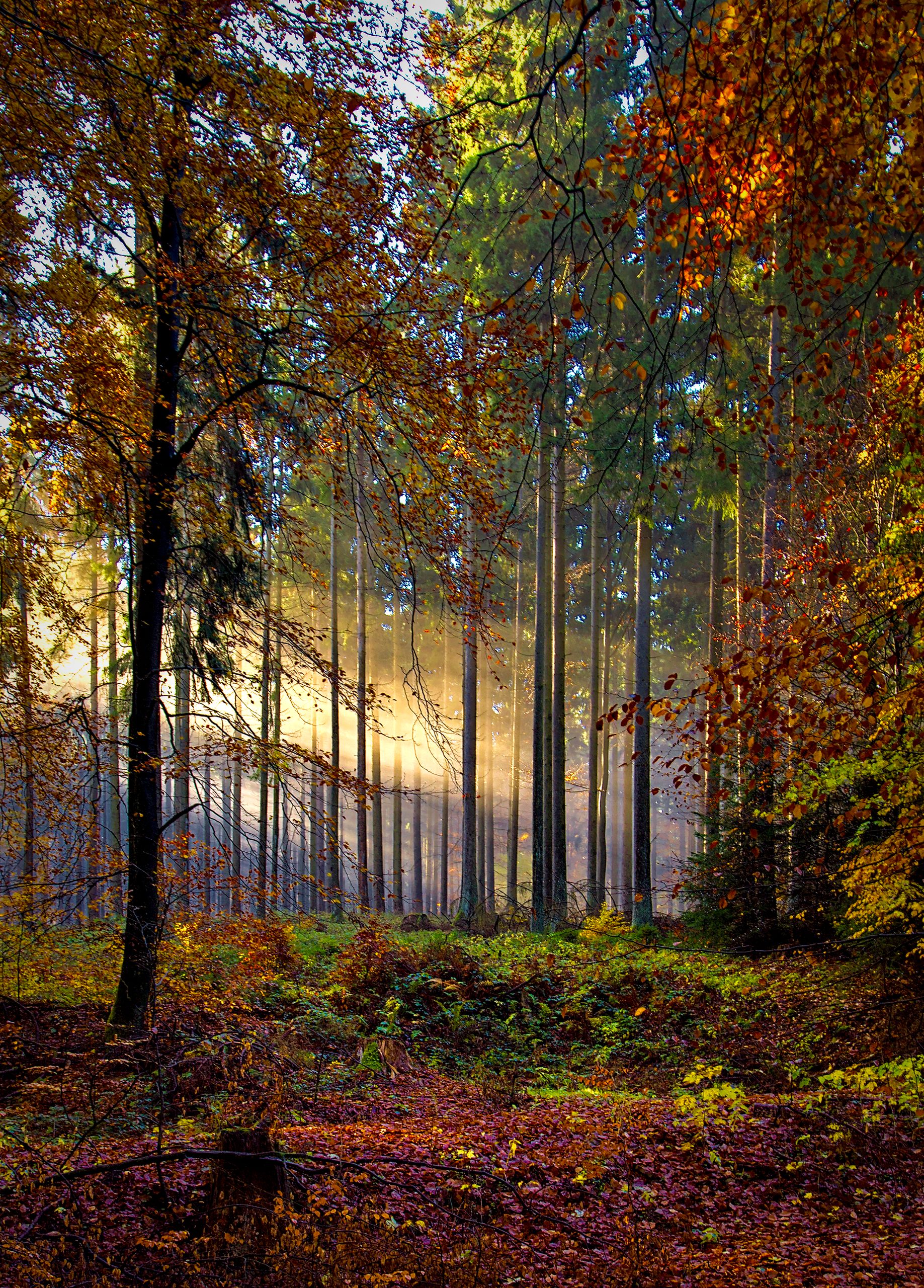 Golden Autumn Forest