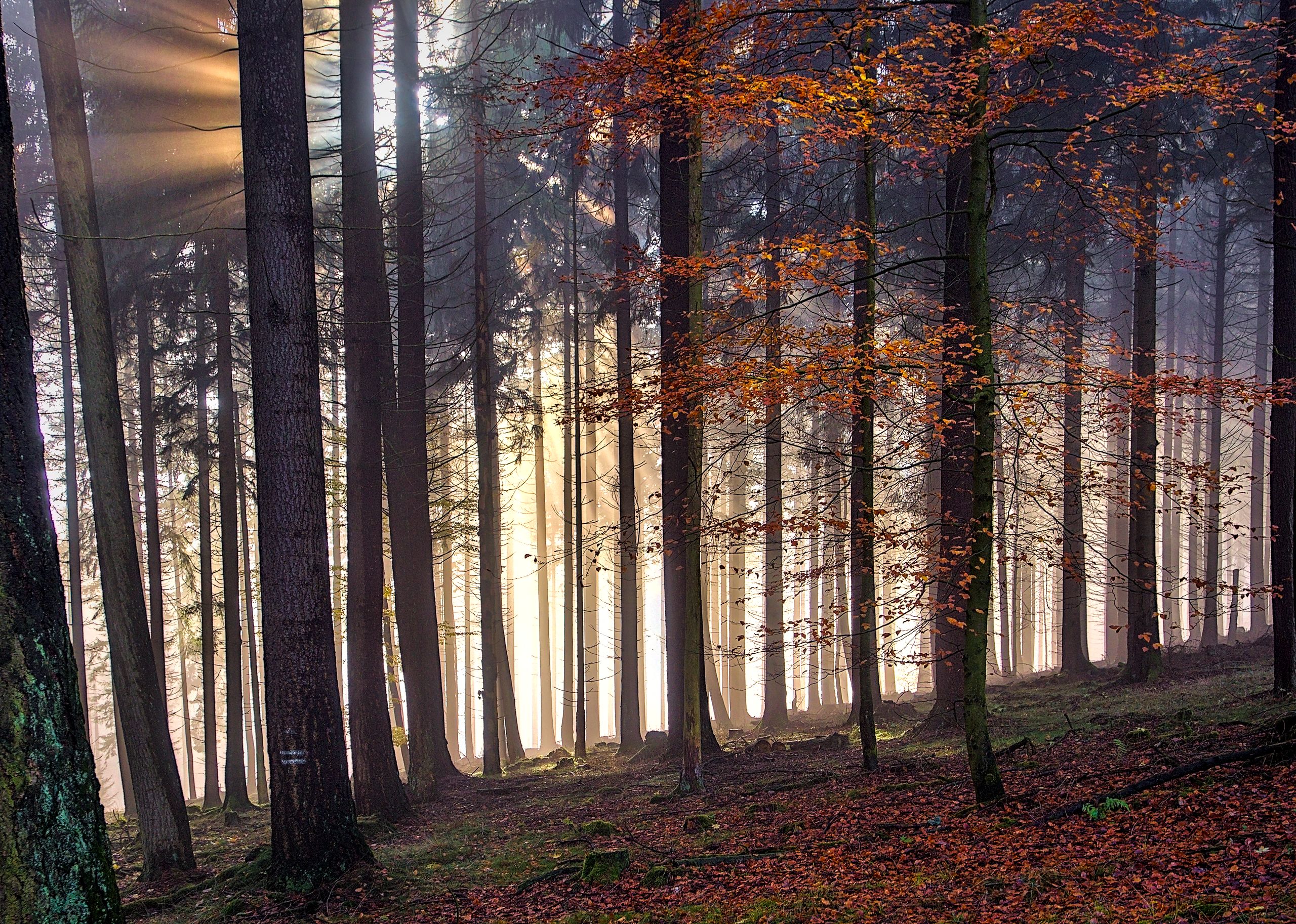 Golden Autumn Forest