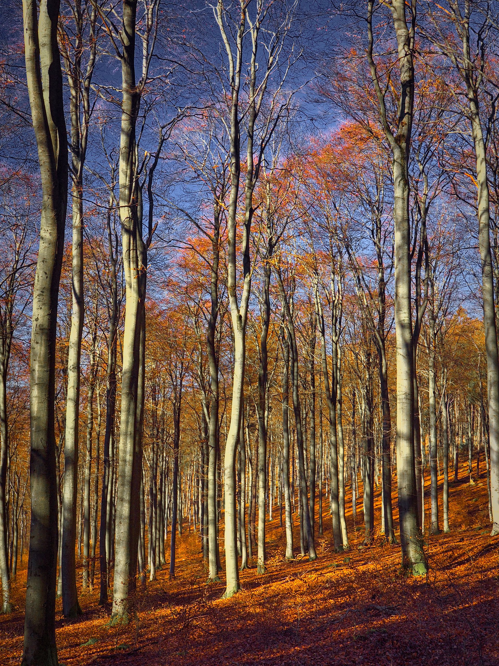 Autumn Beech Forest