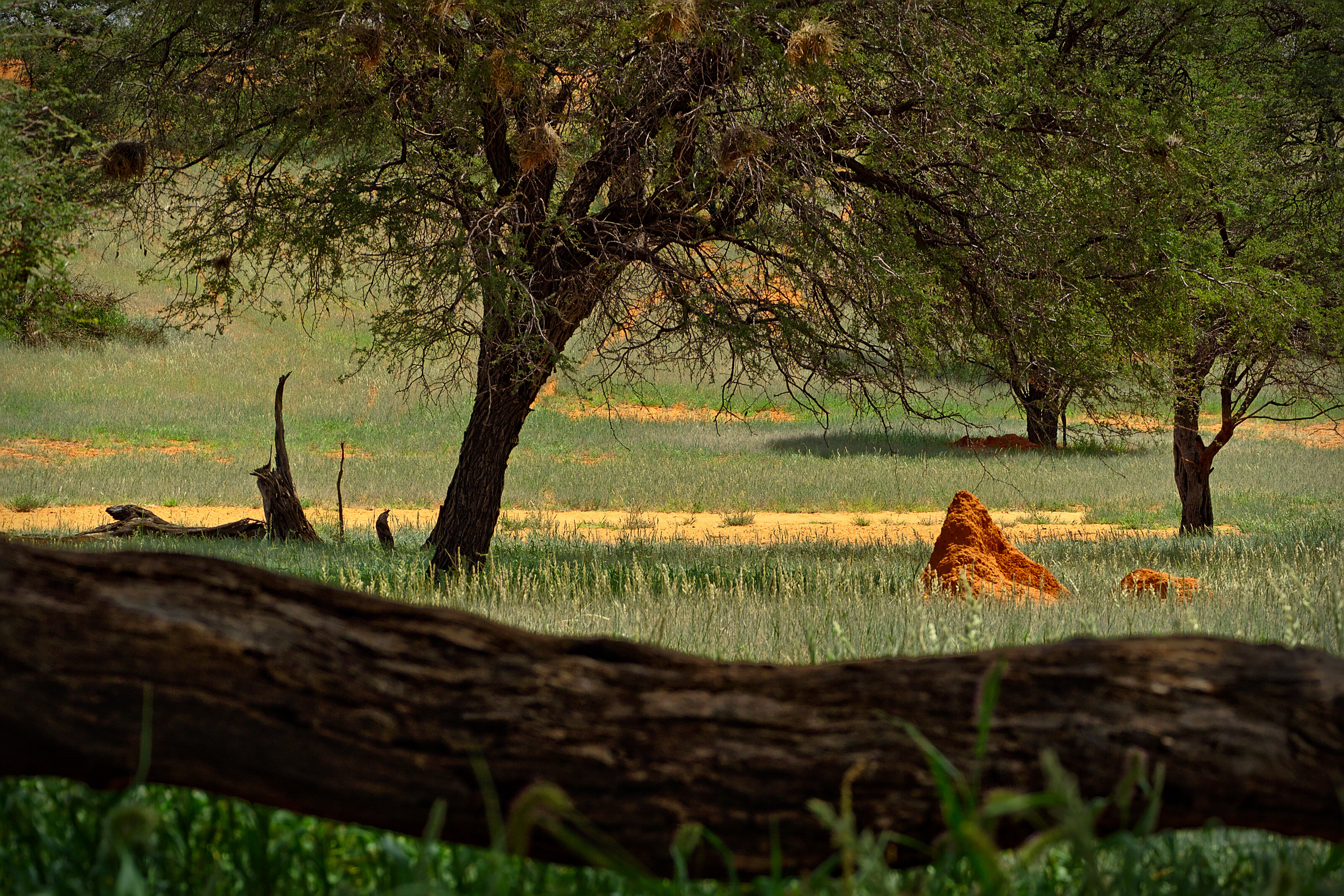Camelthorne Kalahari Lodge