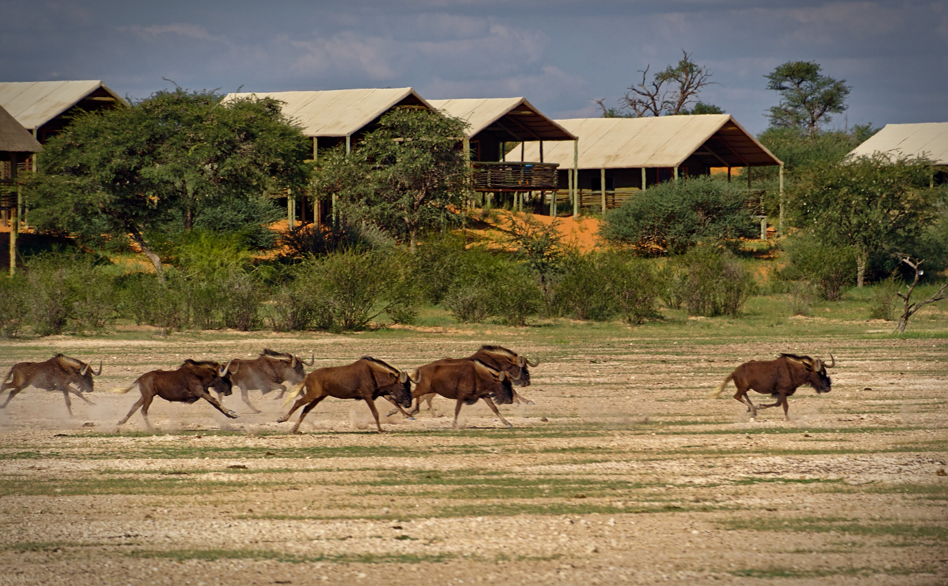 Galloping Wildebeests