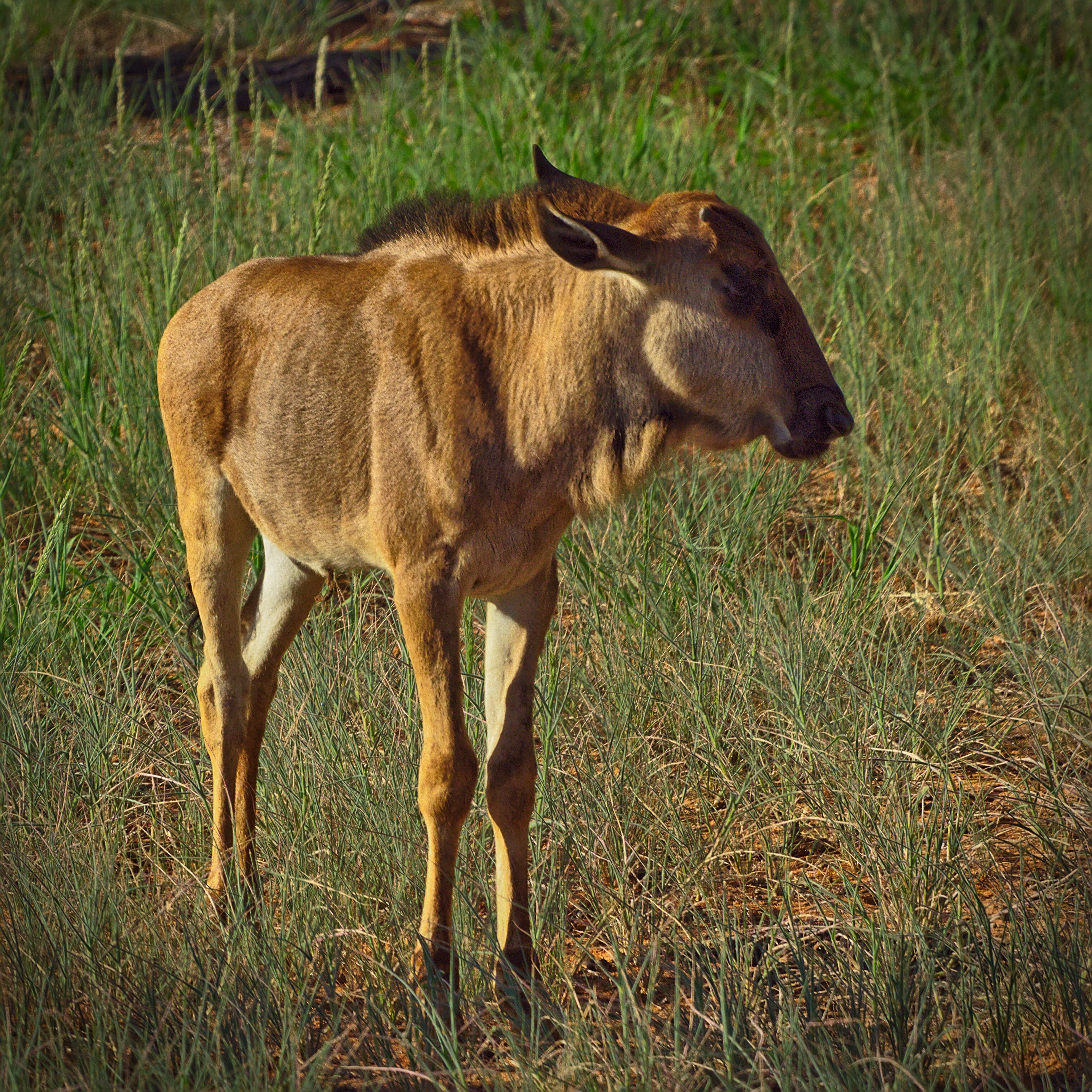 Wildebeest Calv