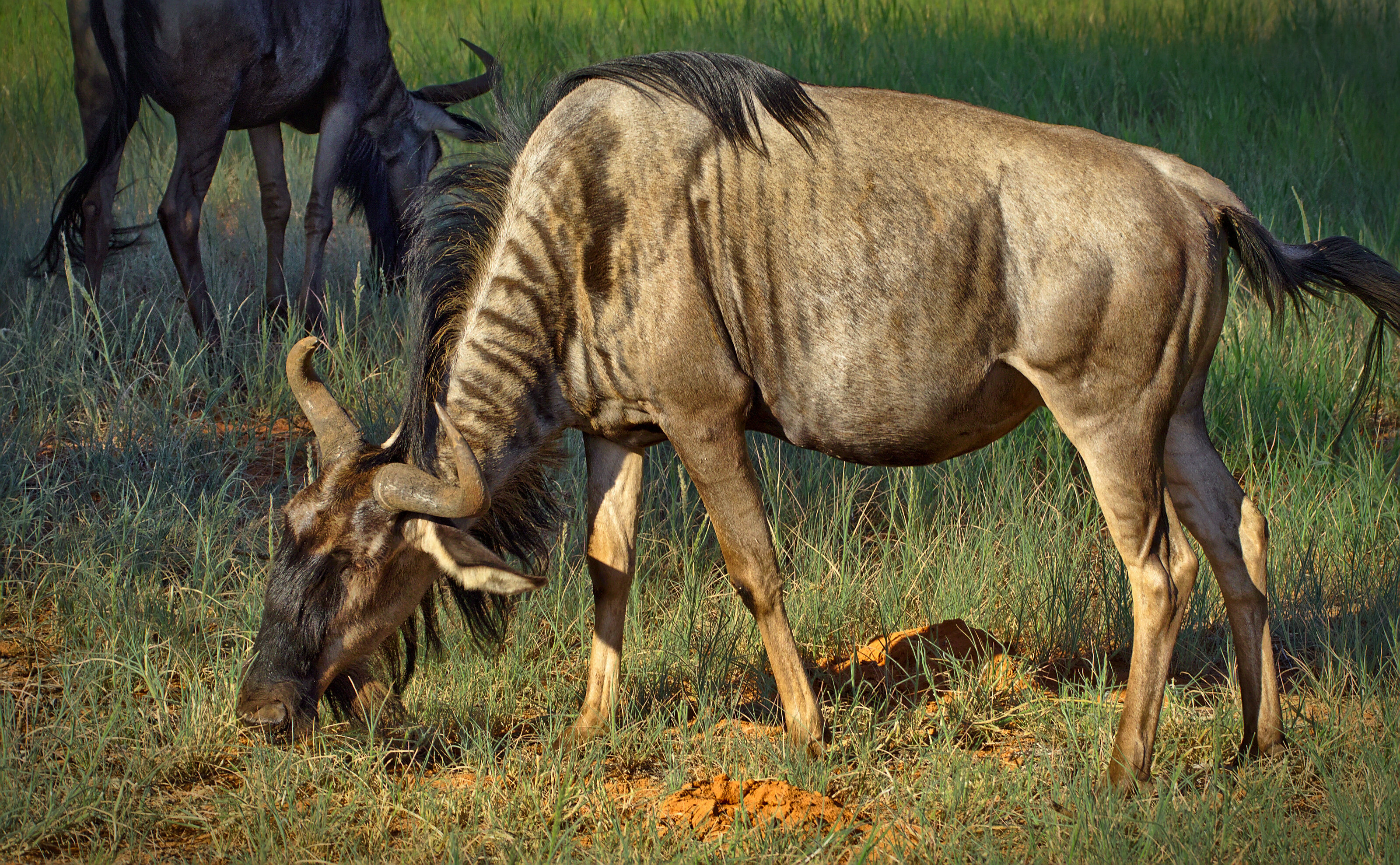 Wildebeests