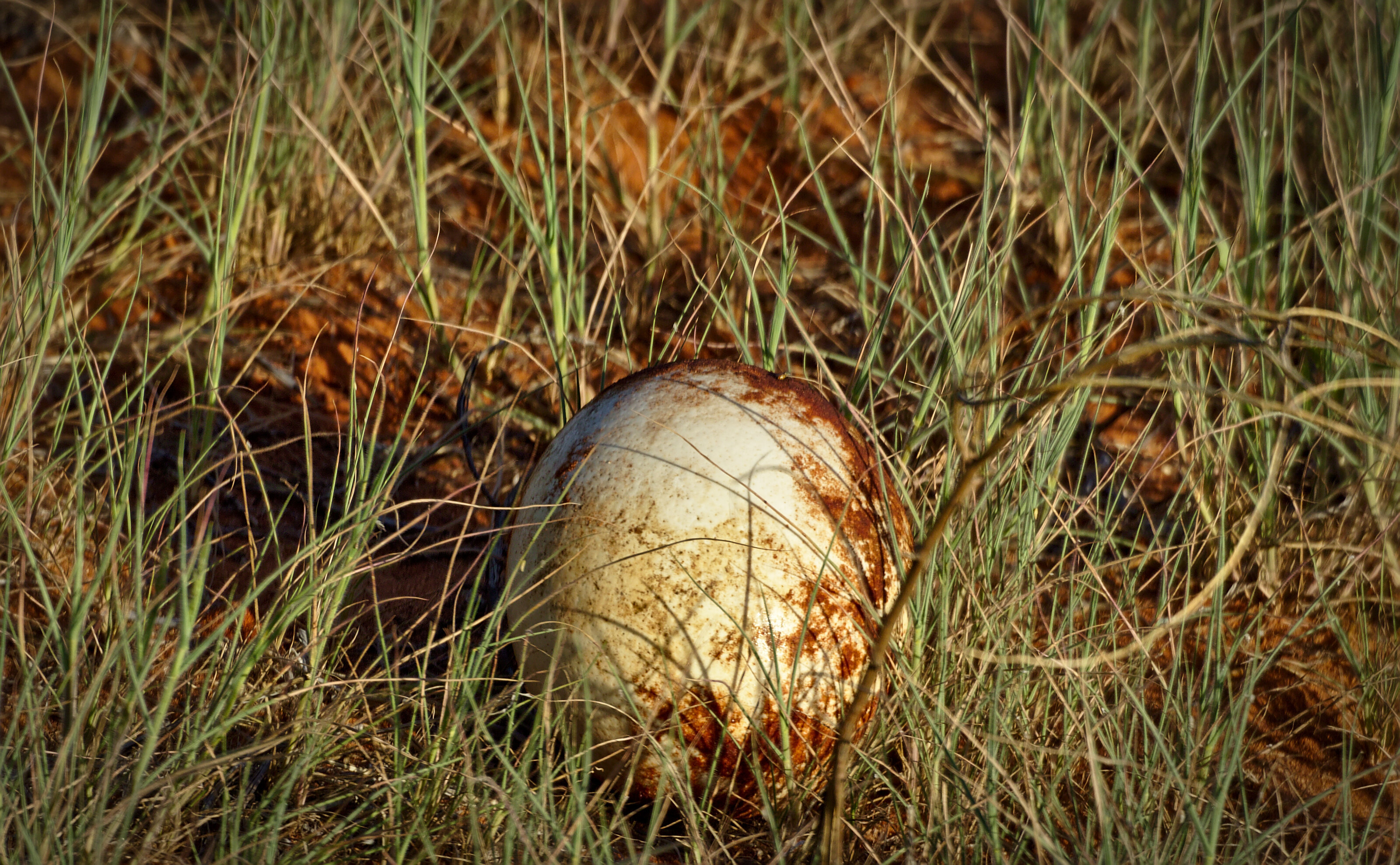 Ostrich Egg