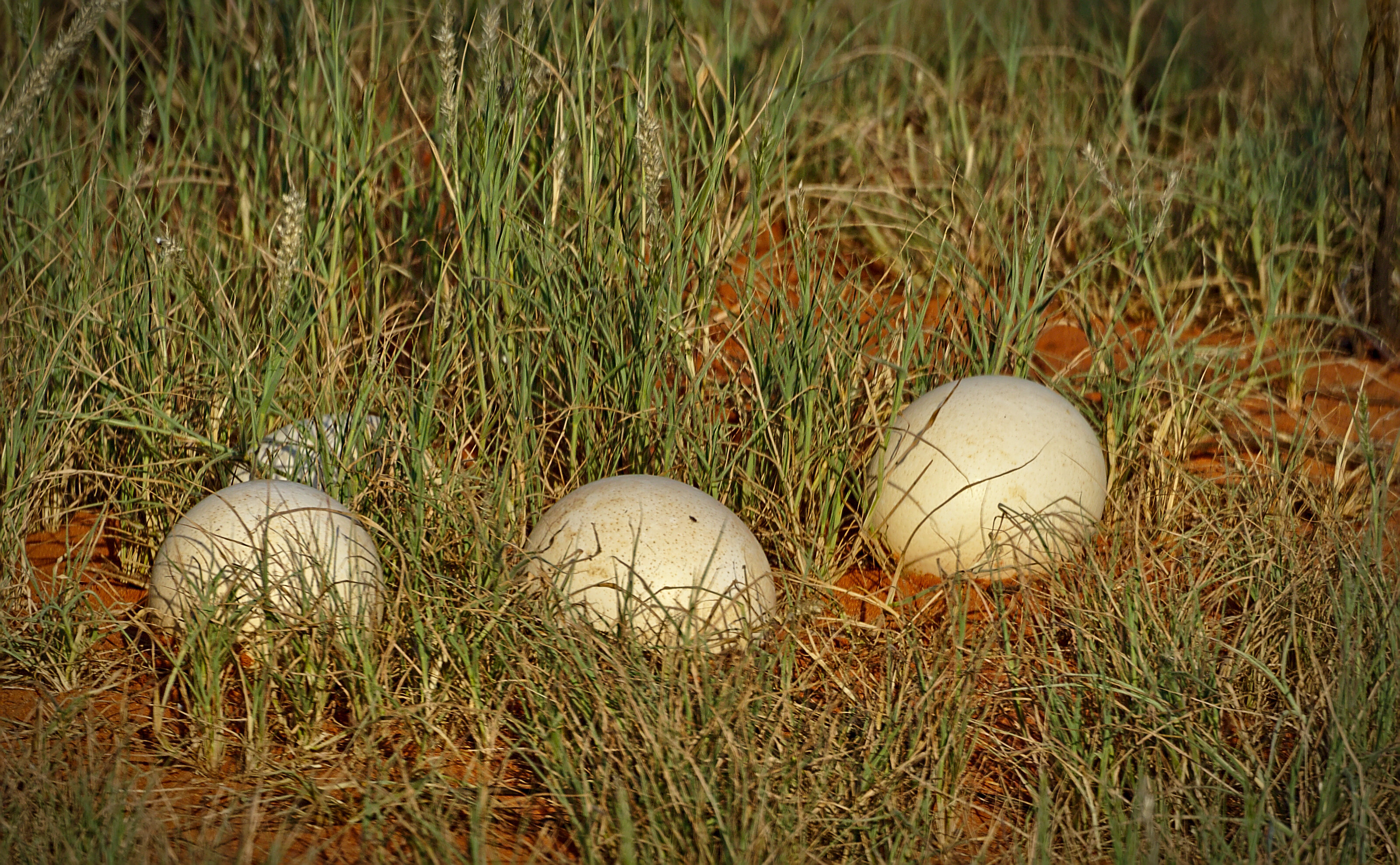 Ostrich Eggs