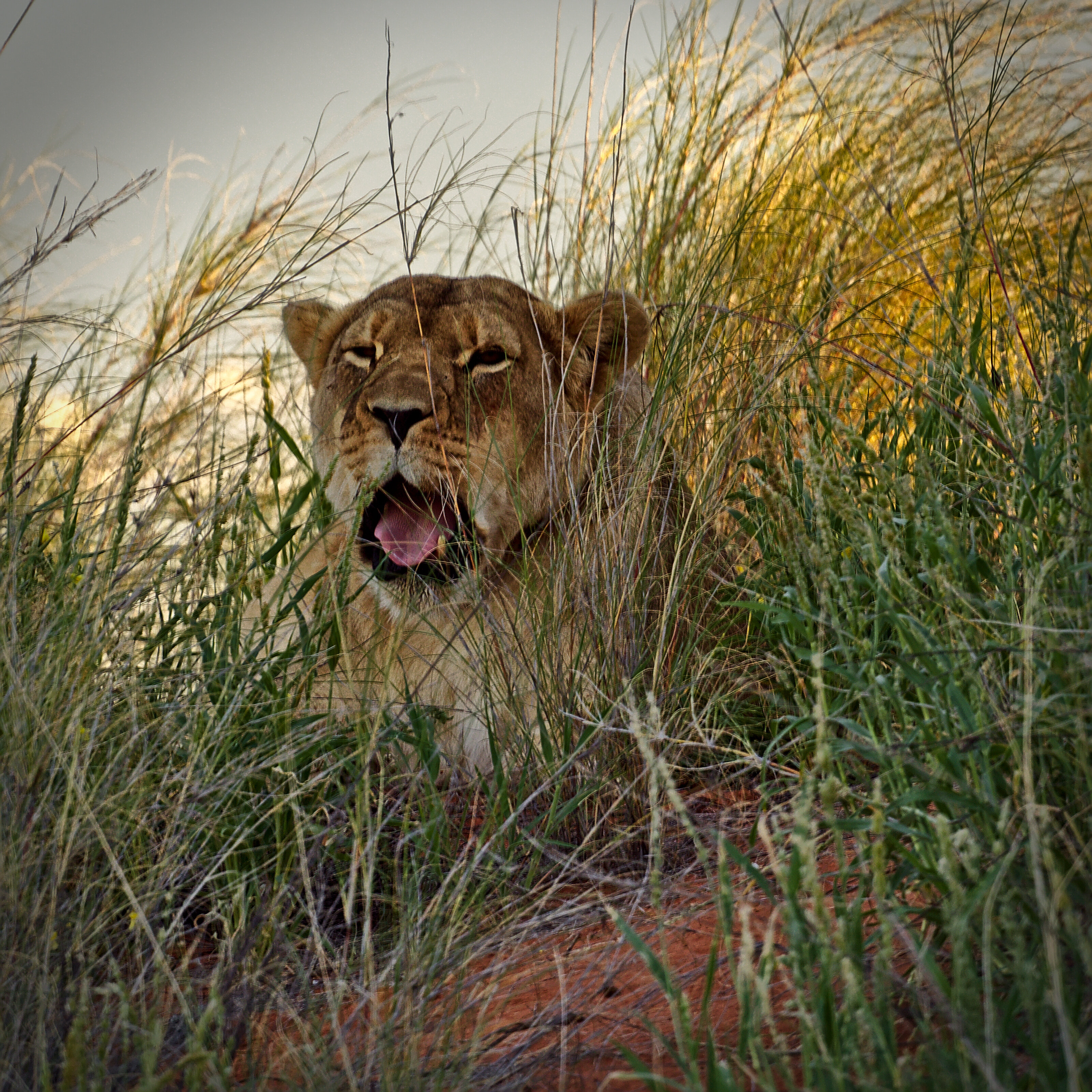 The old Lion Lady yawning