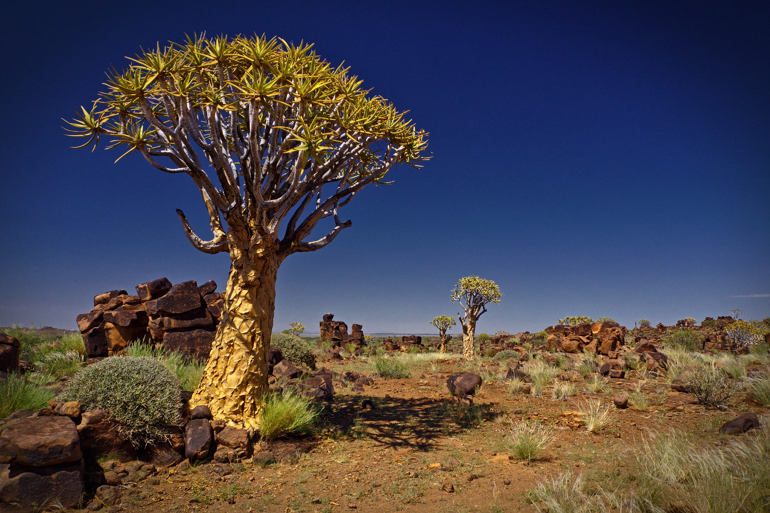 Quiver Tree Forest