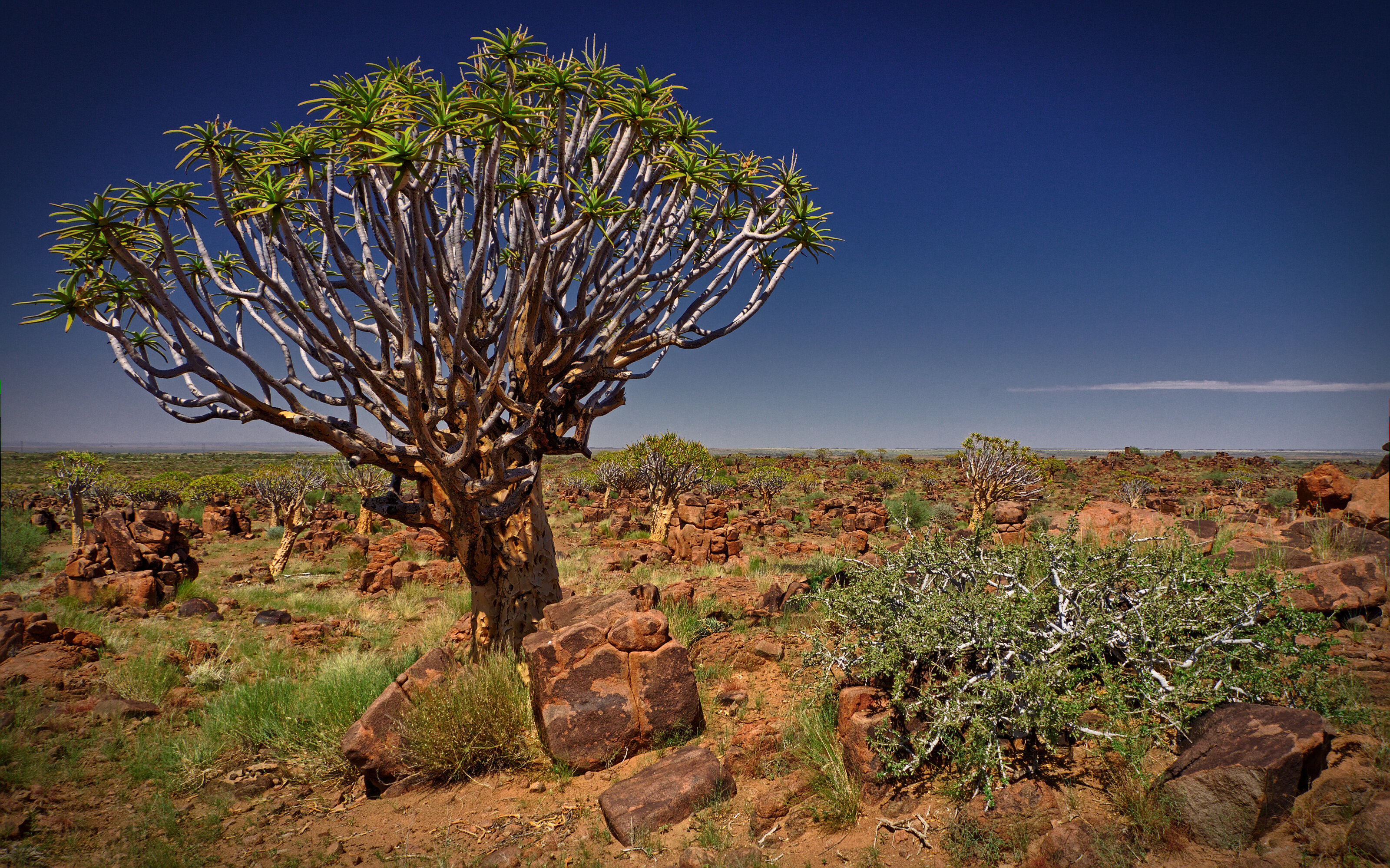 Quiver Tree Forest