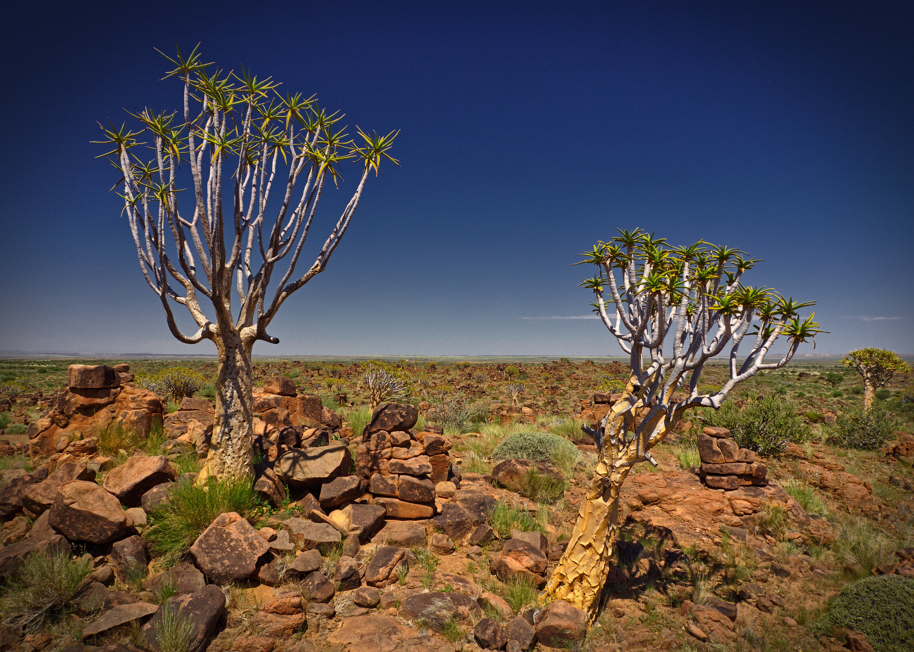 Quiver Tree Forest