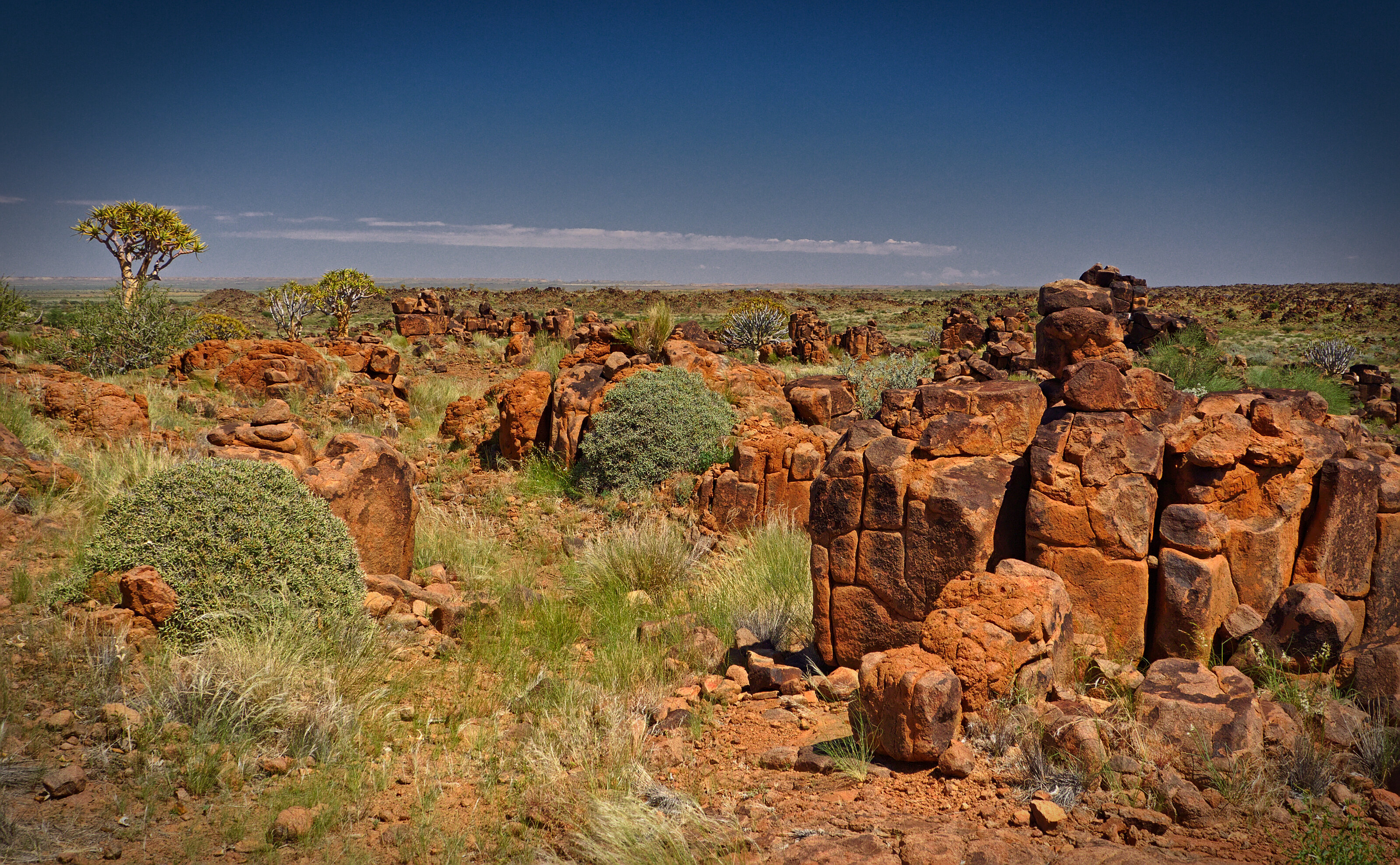 Quiver Tree Forest