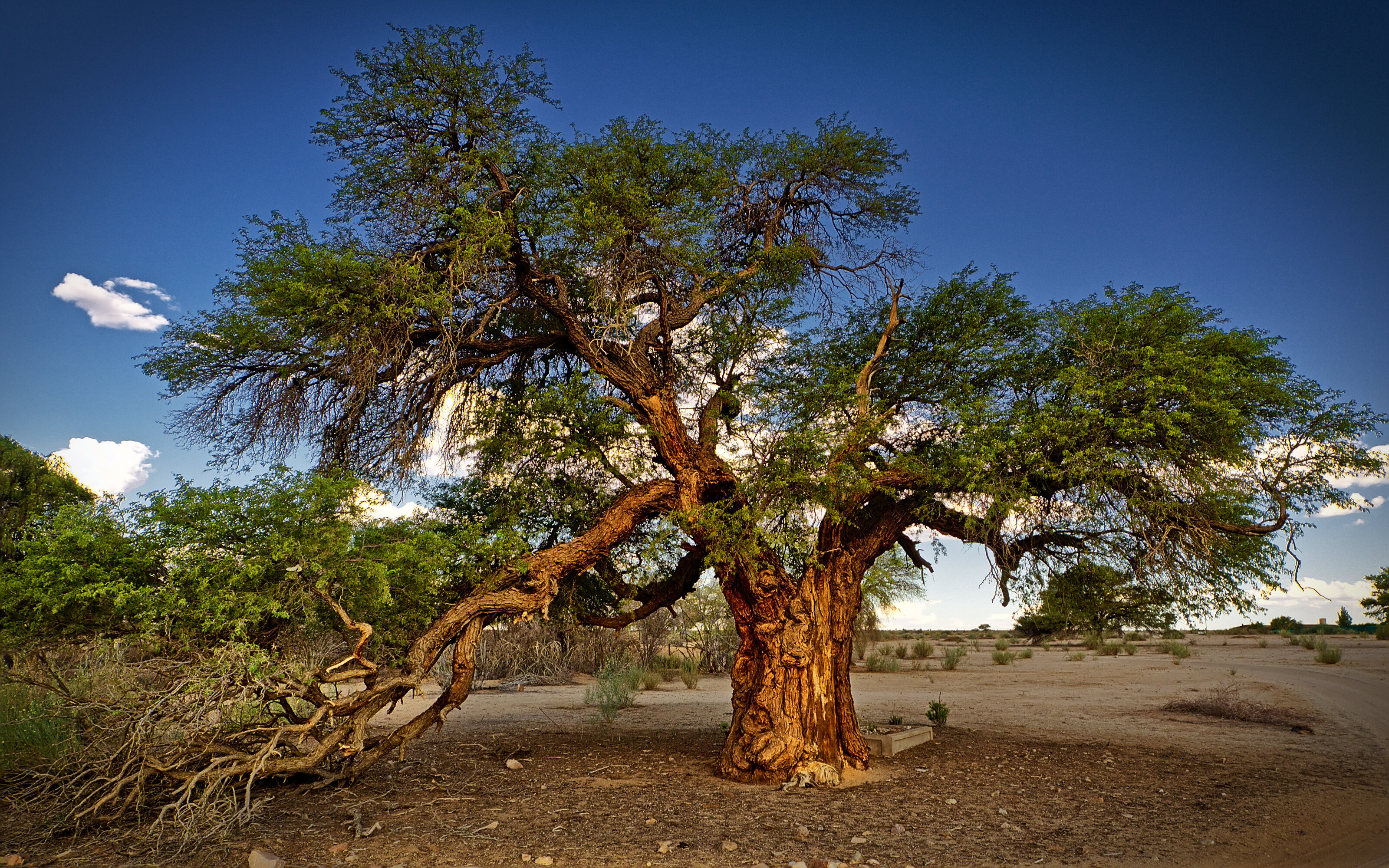 Camel Thorn Tree