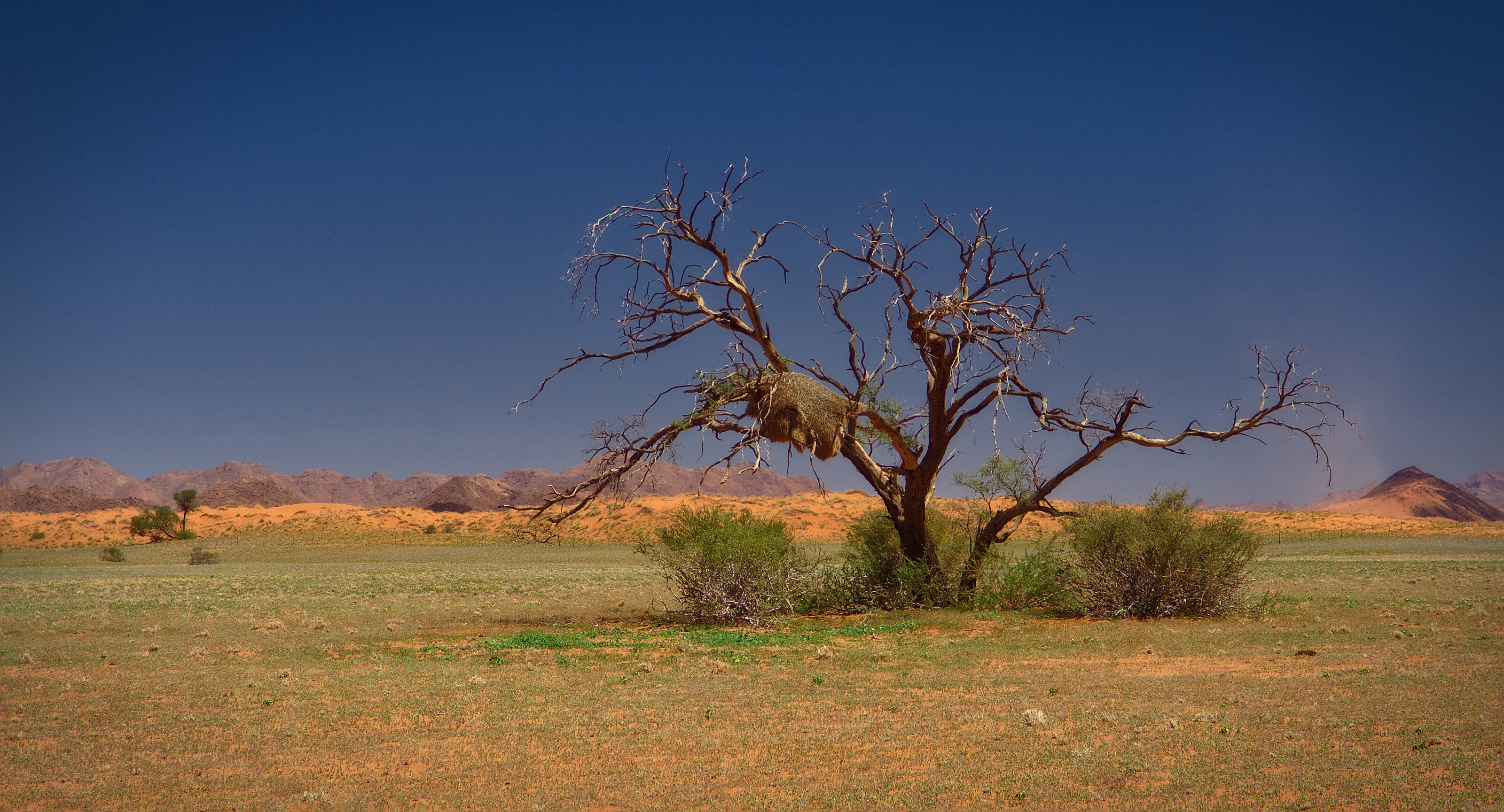 Dead Tree with Weaver Nest