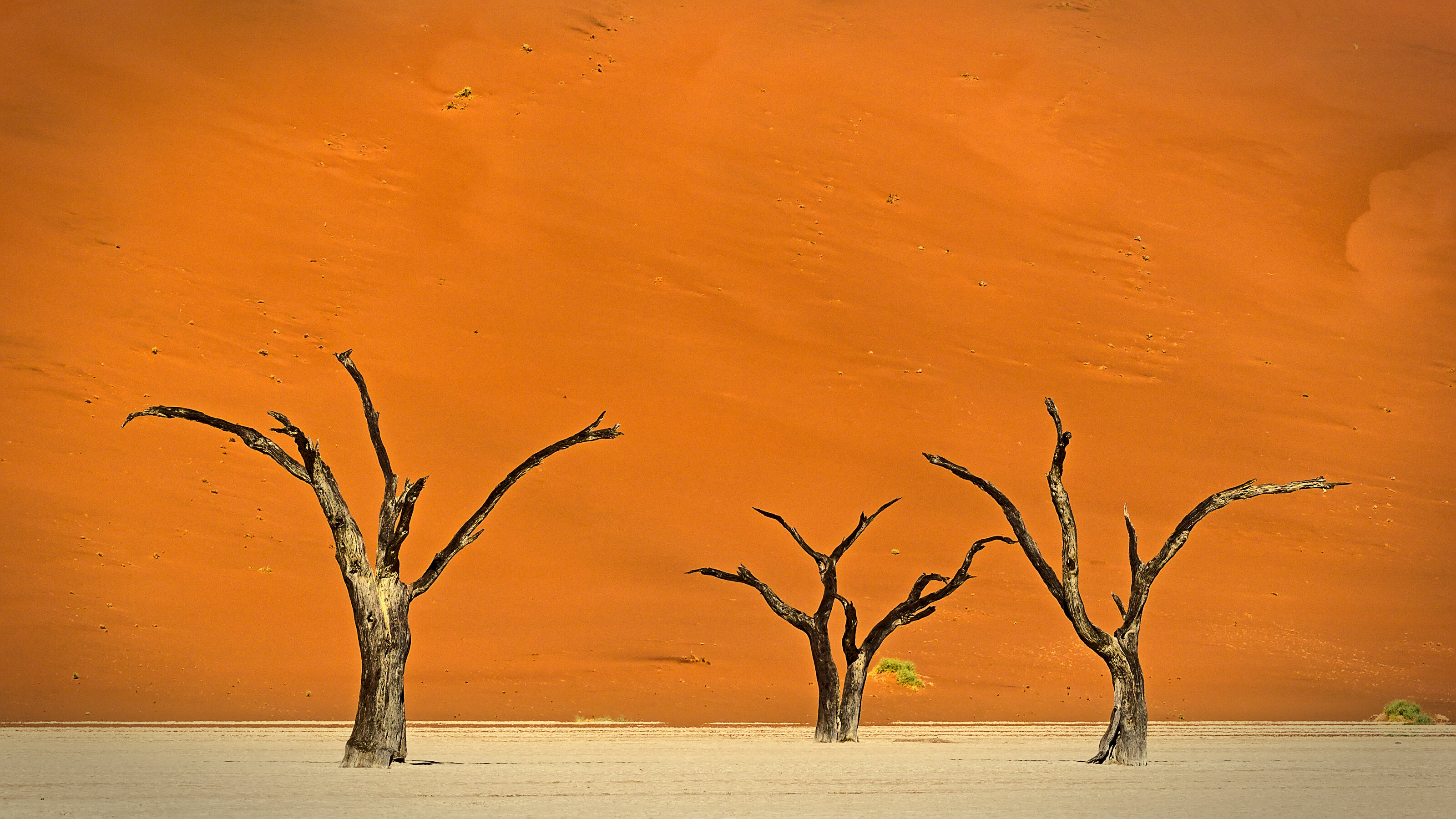 Dead Vlei