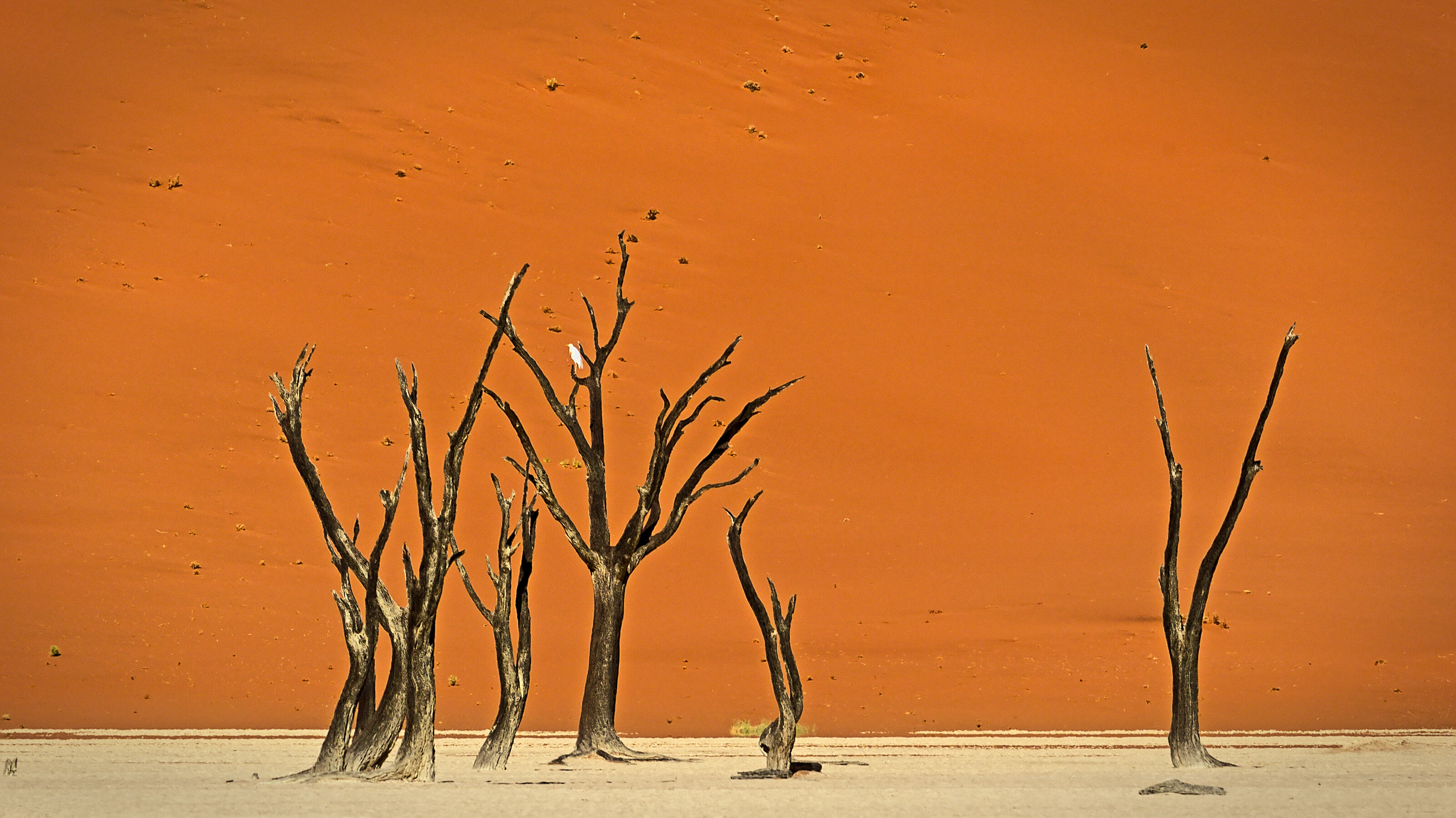 Dead Vlei