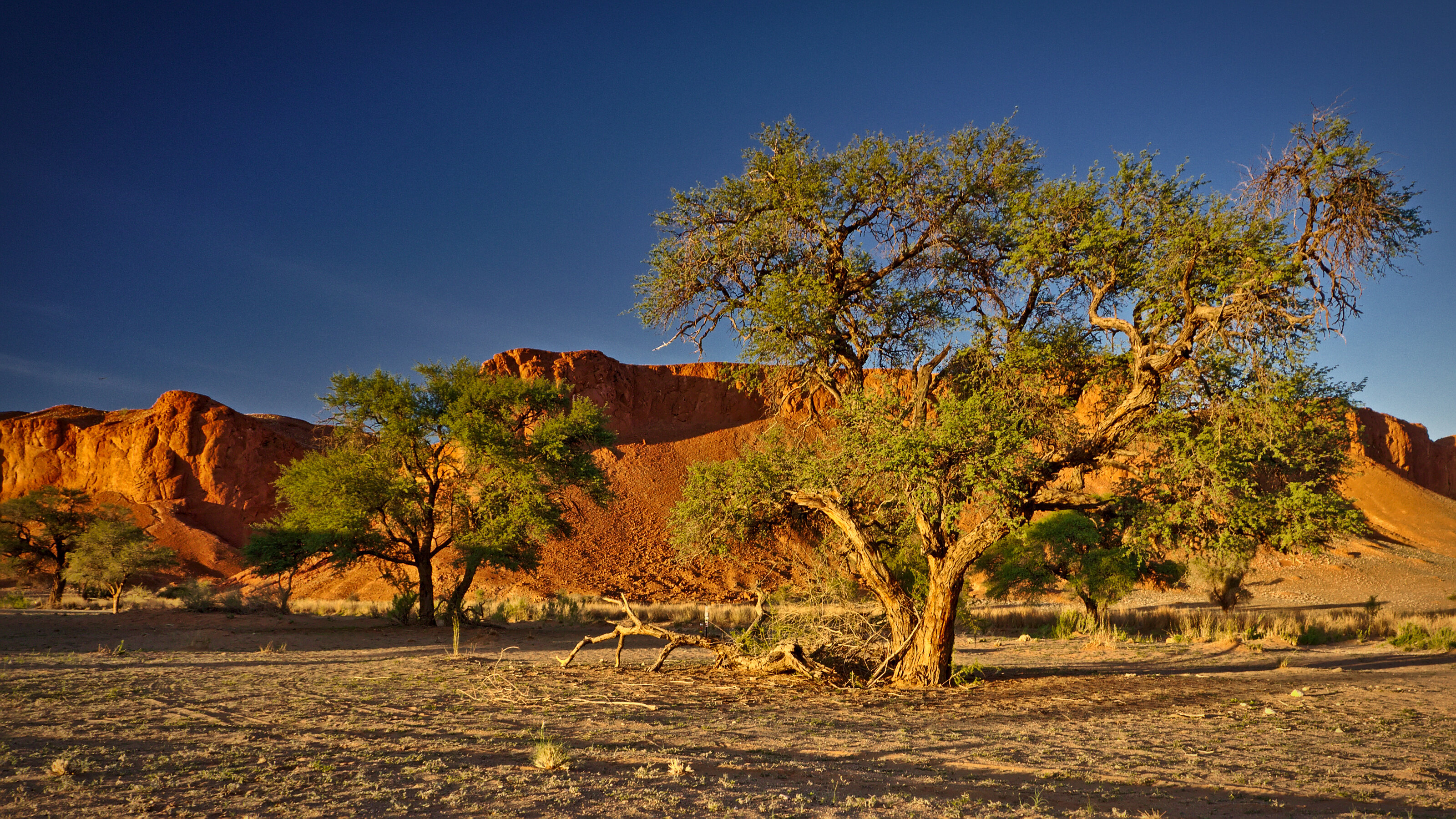 Petrified Dunes
