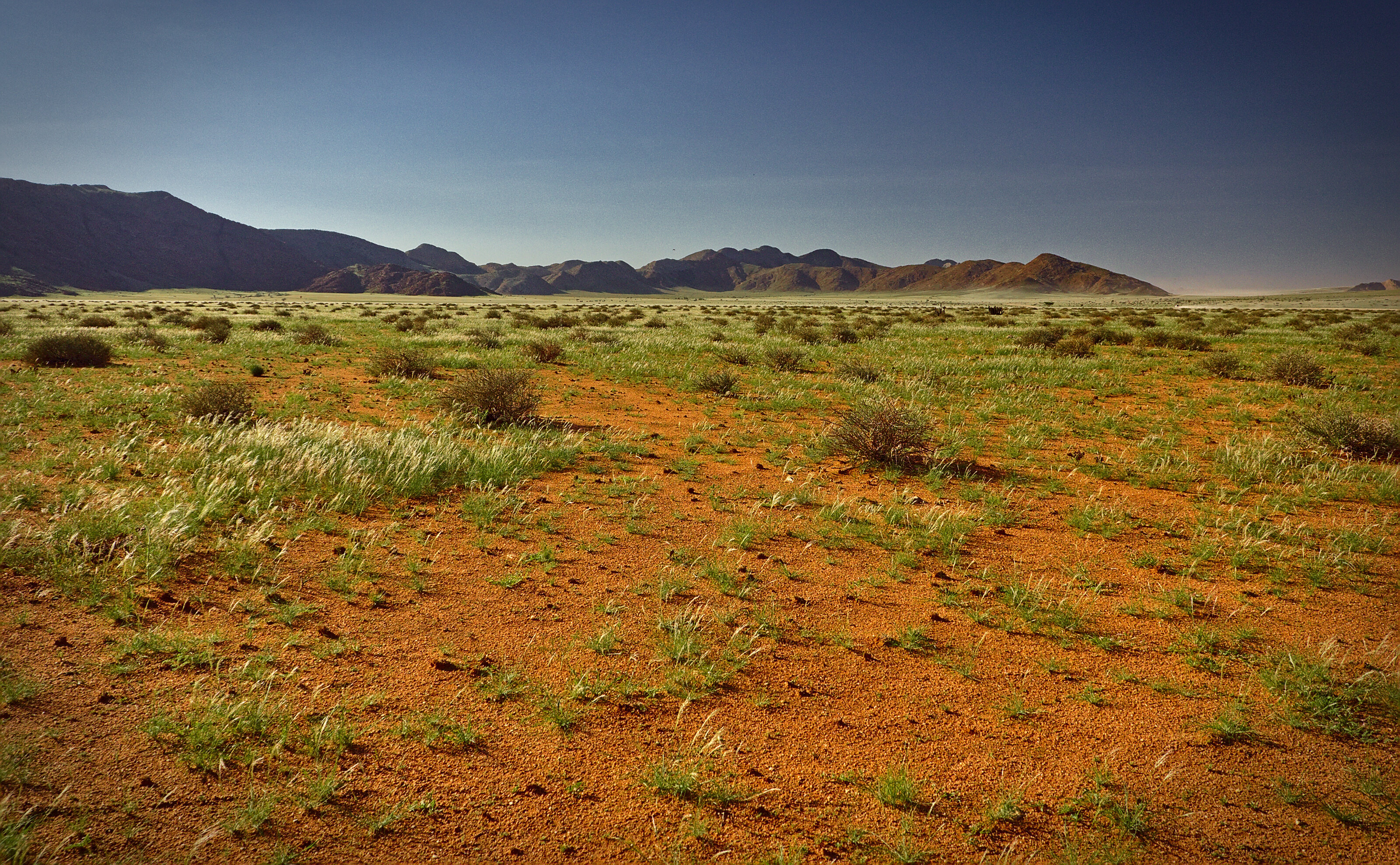 Desert Coming to Life