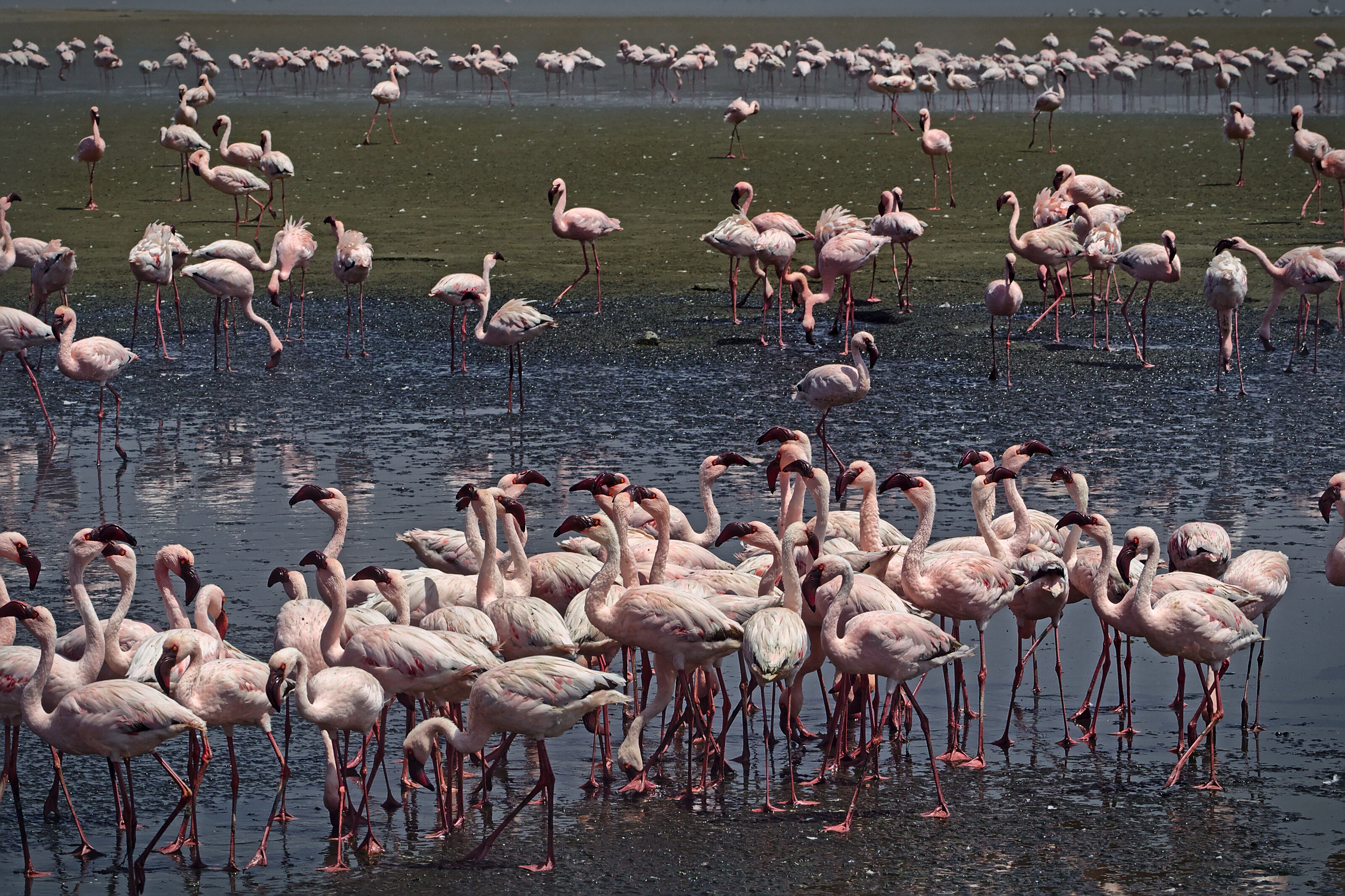 Flamingos In Walvis Bay