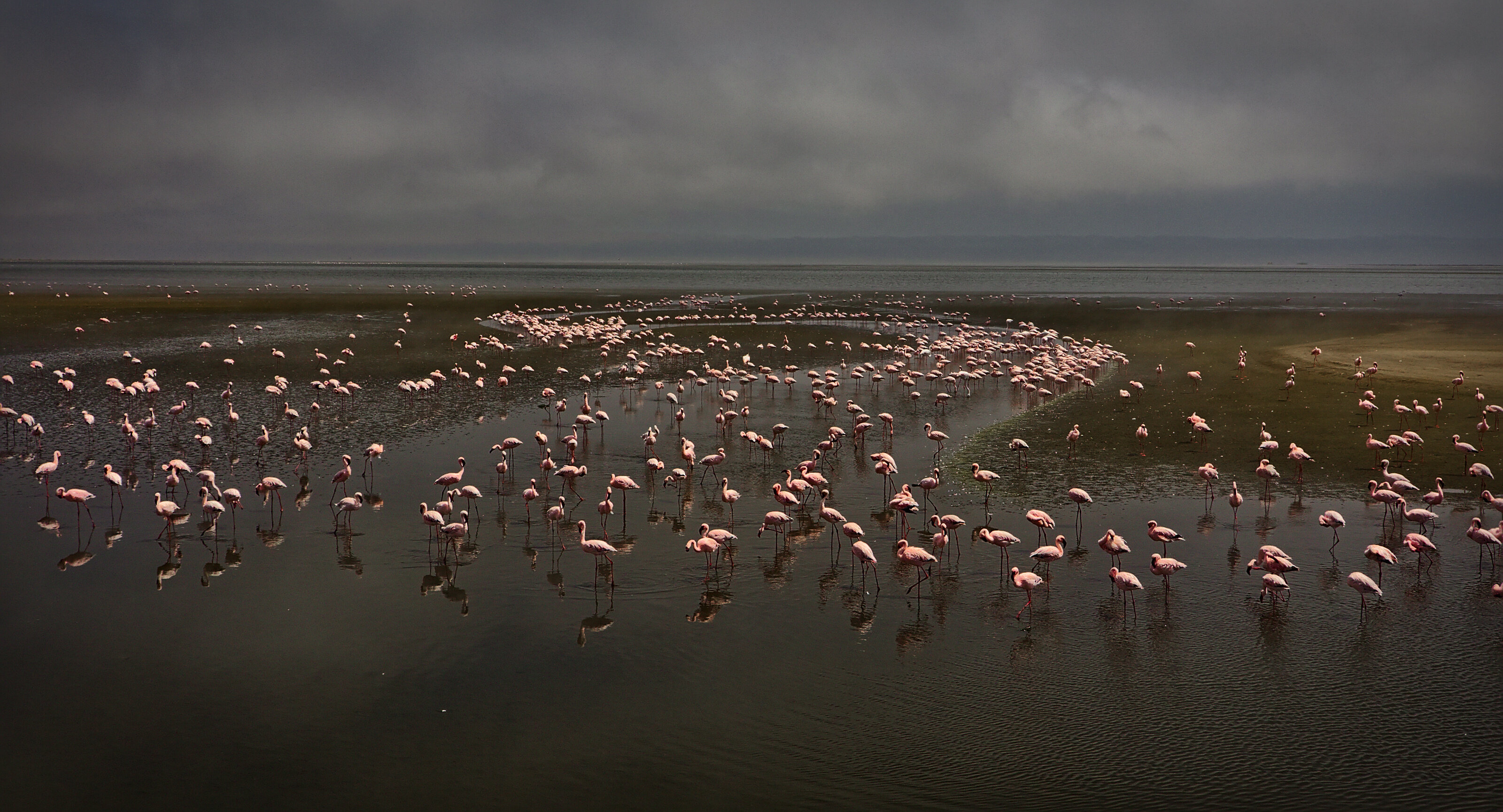 Flamingos In Walvis Bay