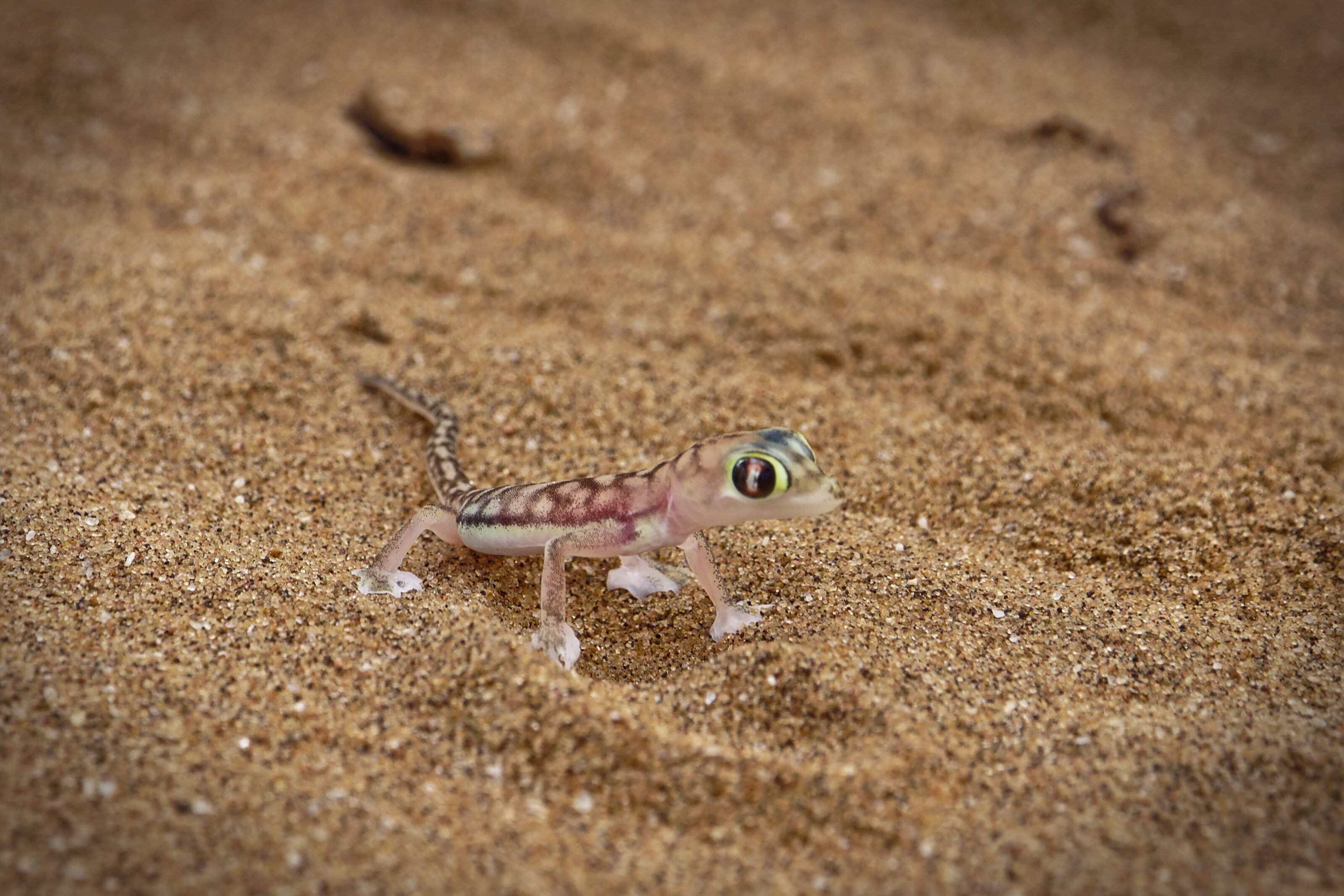 Namib Dune Gecko