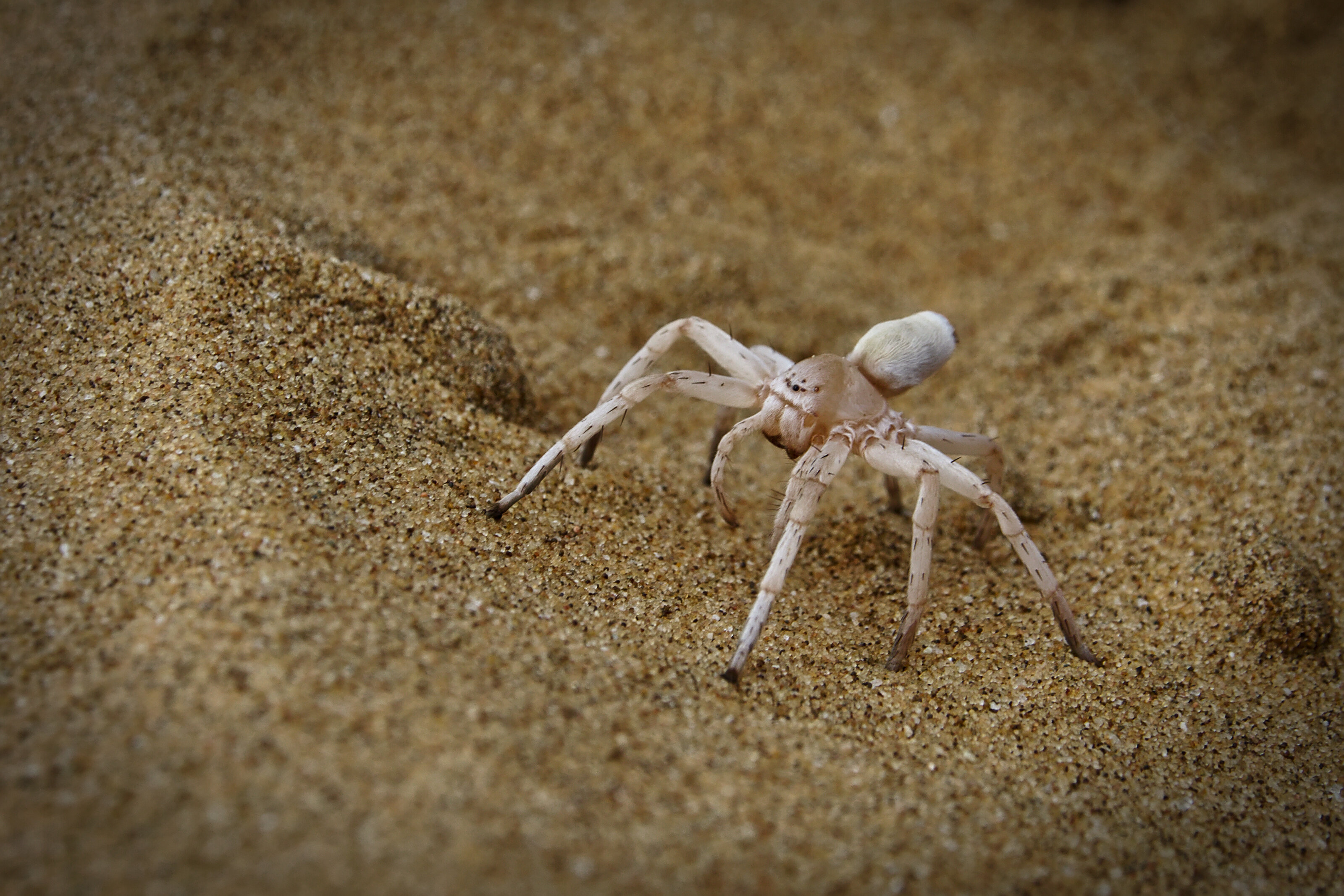 Dancing White Lady Spider