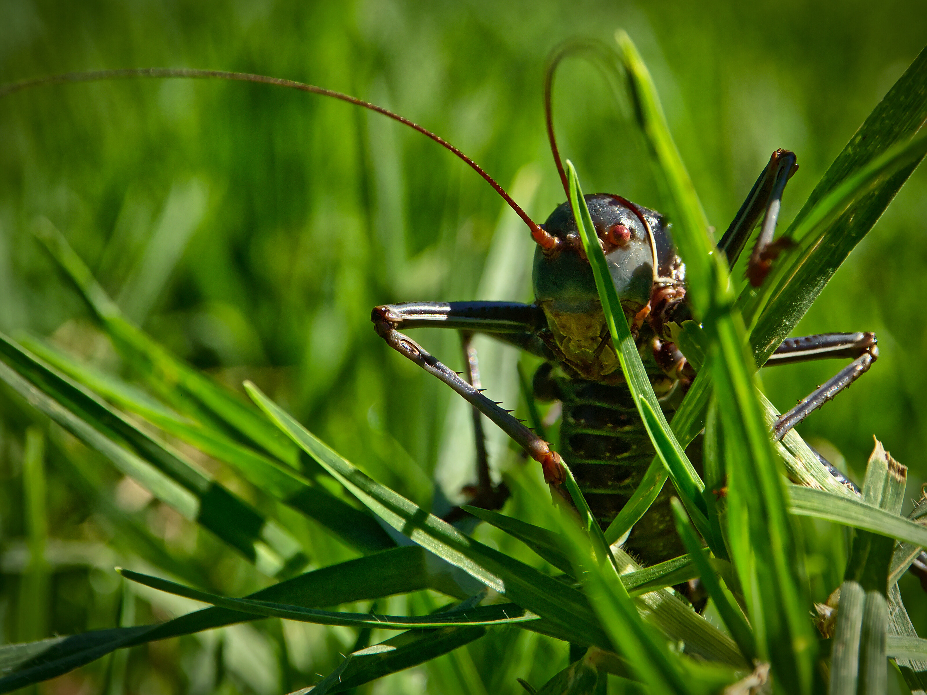 Shield-Backed Katydid