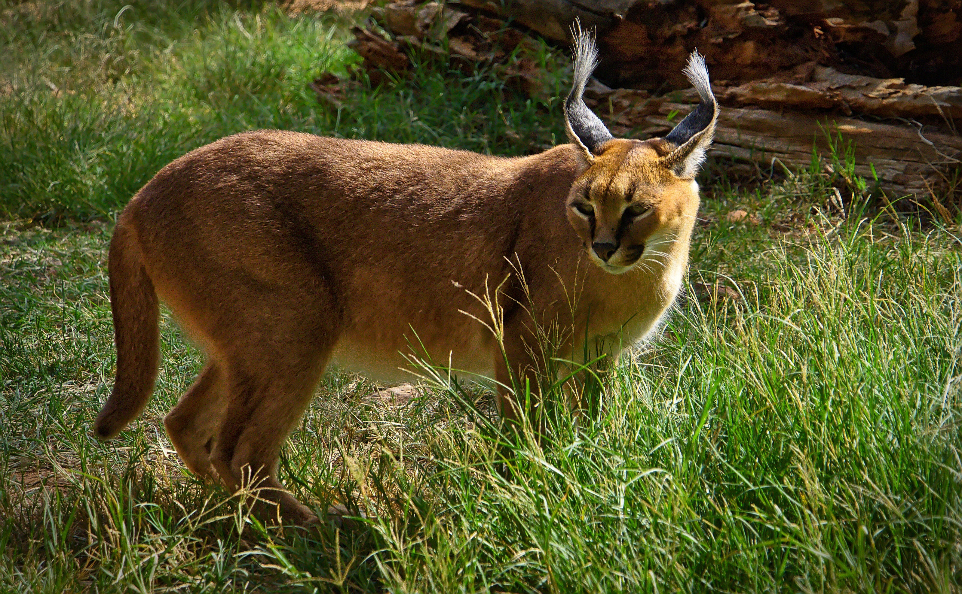 Caracal