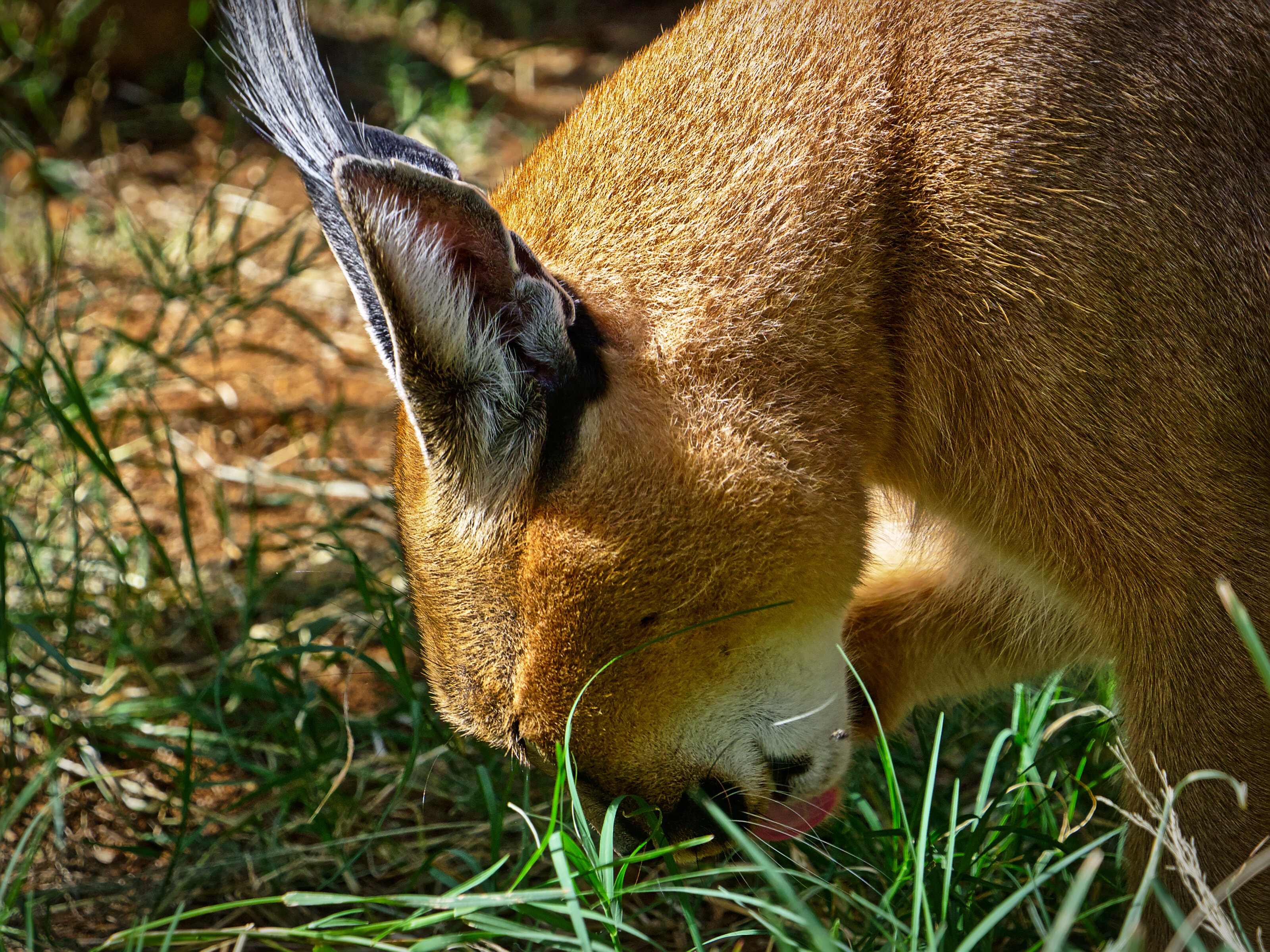 Caracal