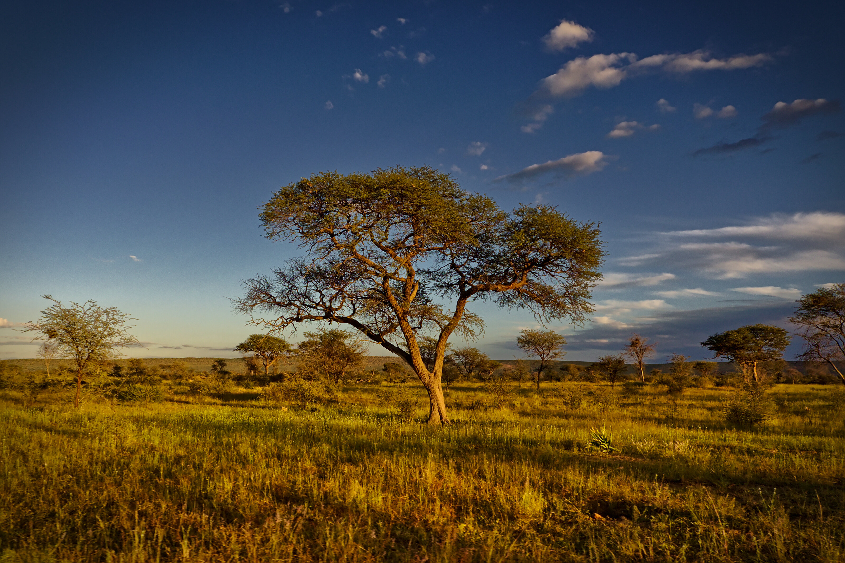 Early Morning Game Drive