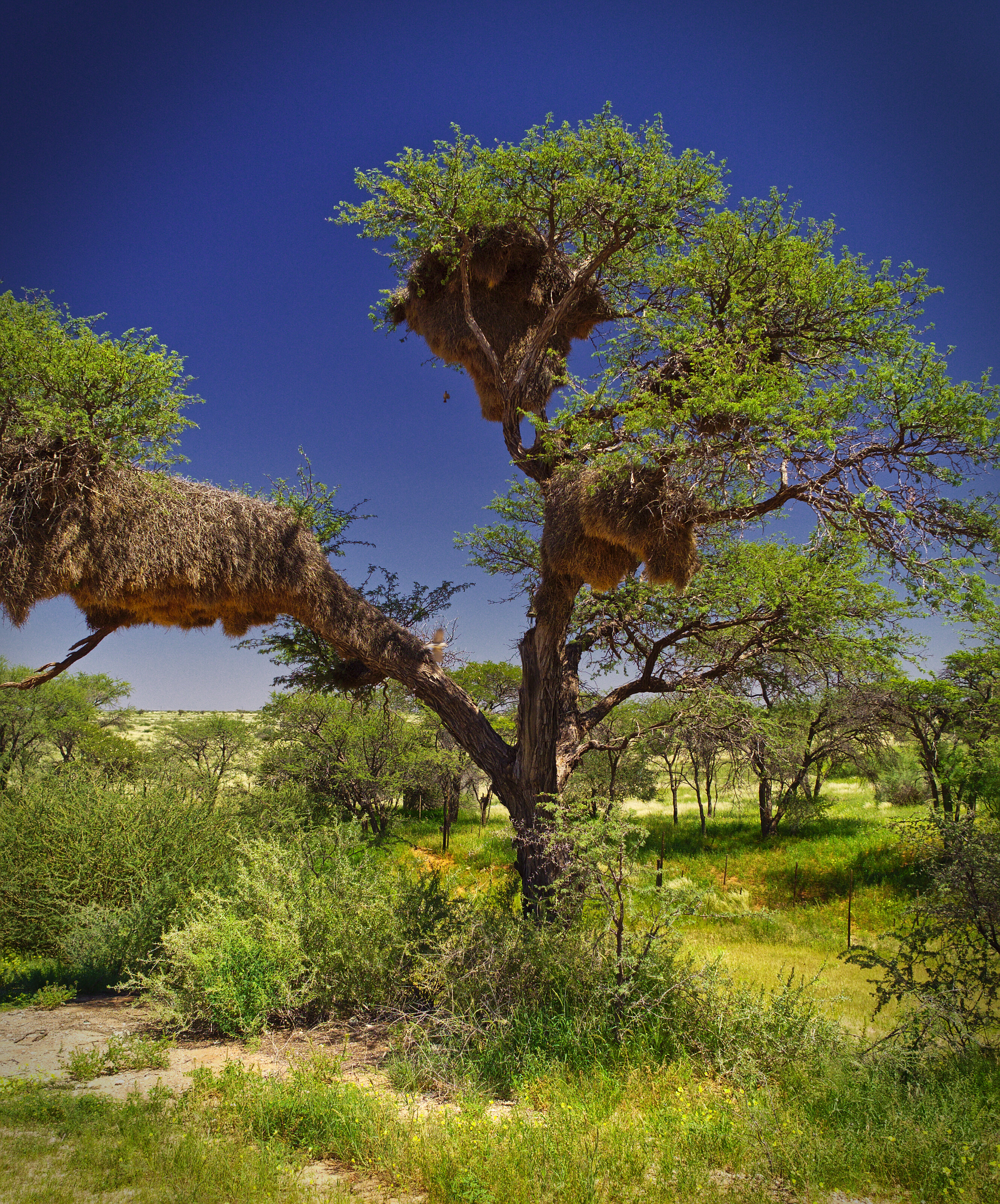 Weaver Nests