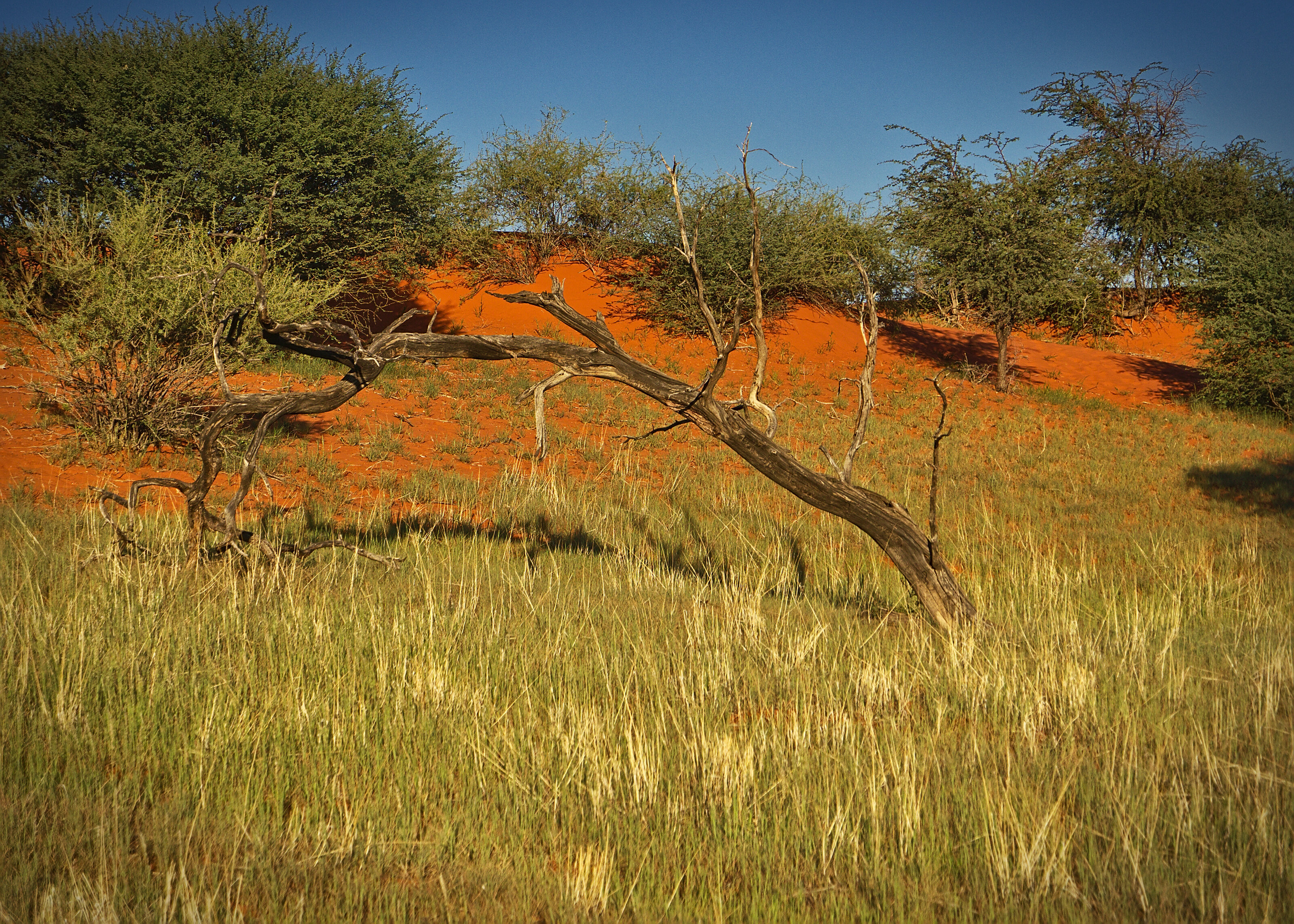Kalahari Dead Tree