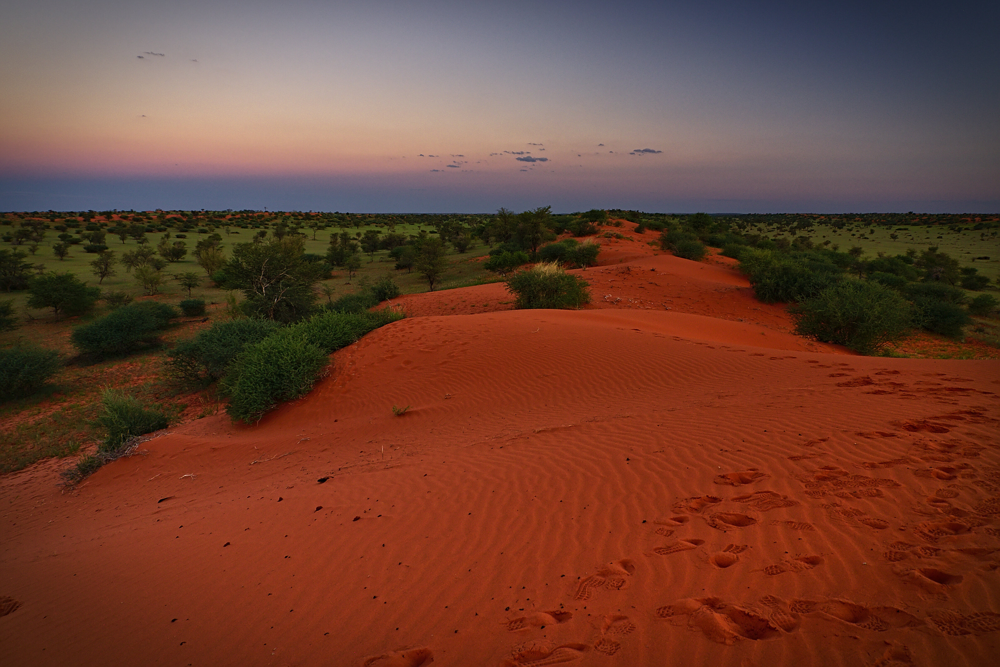 Kalahari Dunes after Sunset