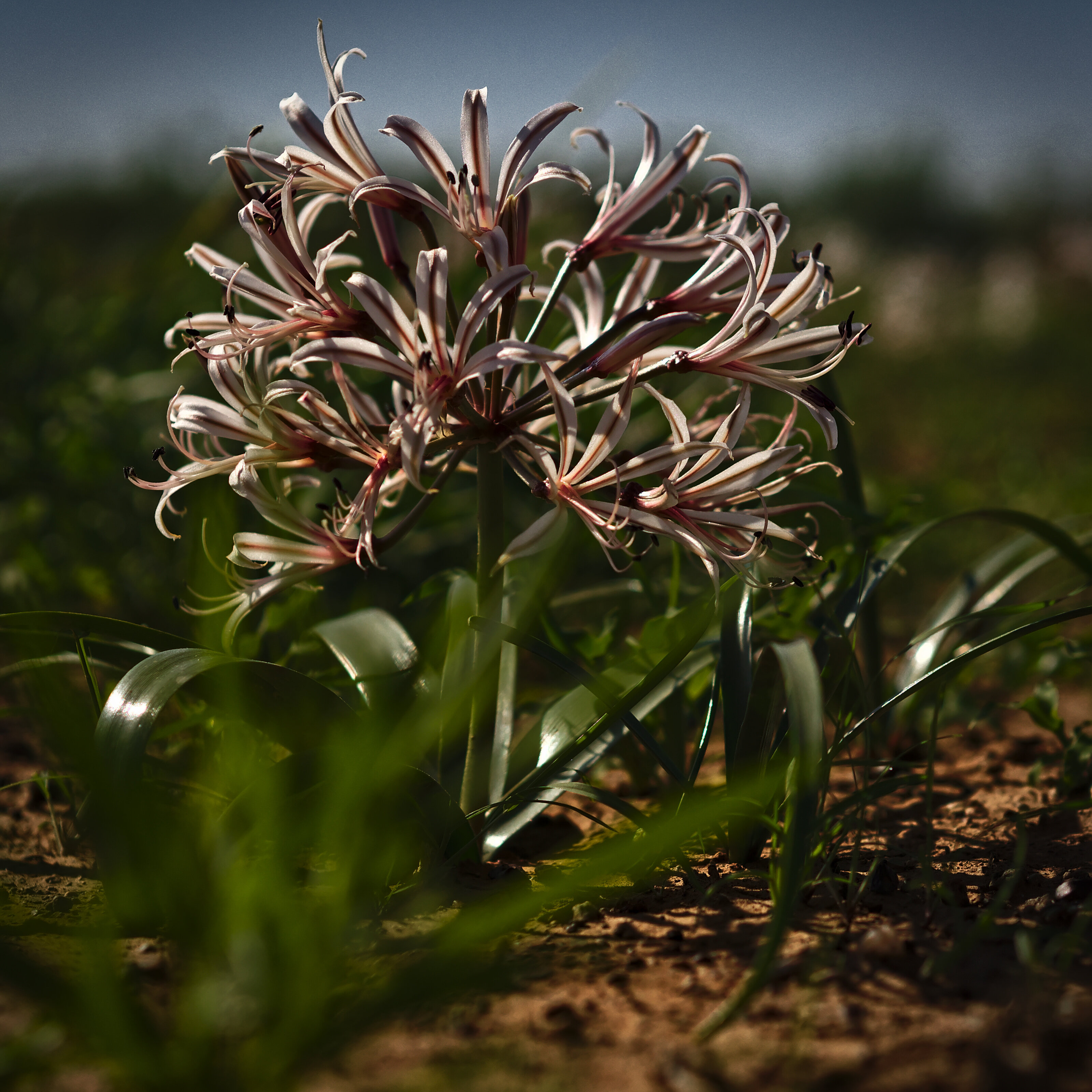 Desert Flowers