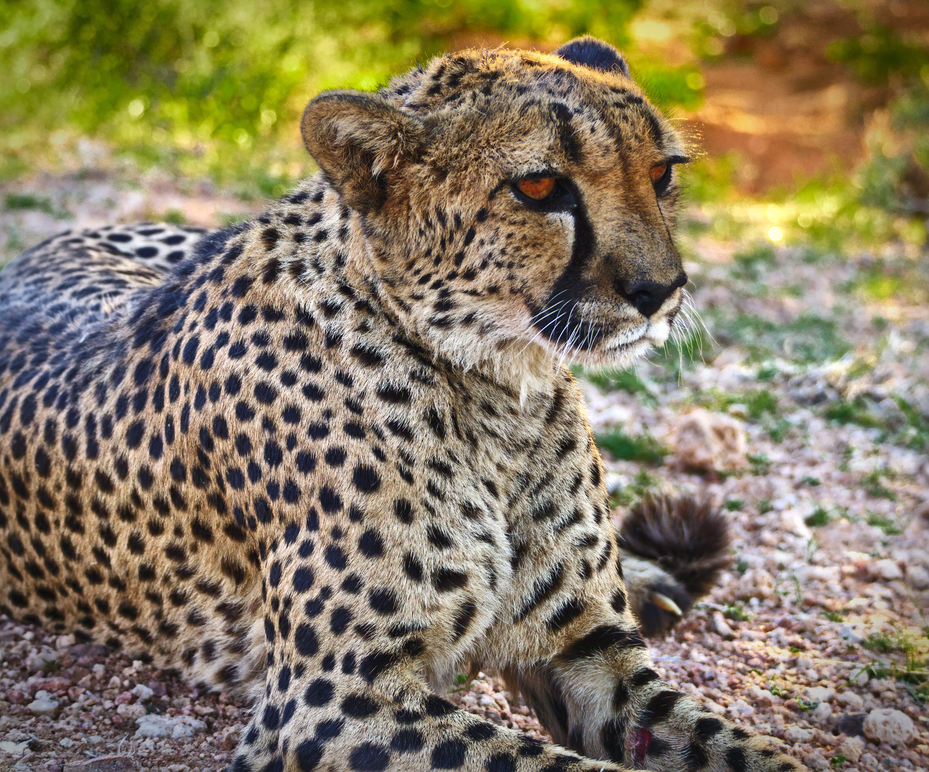 Cheetah