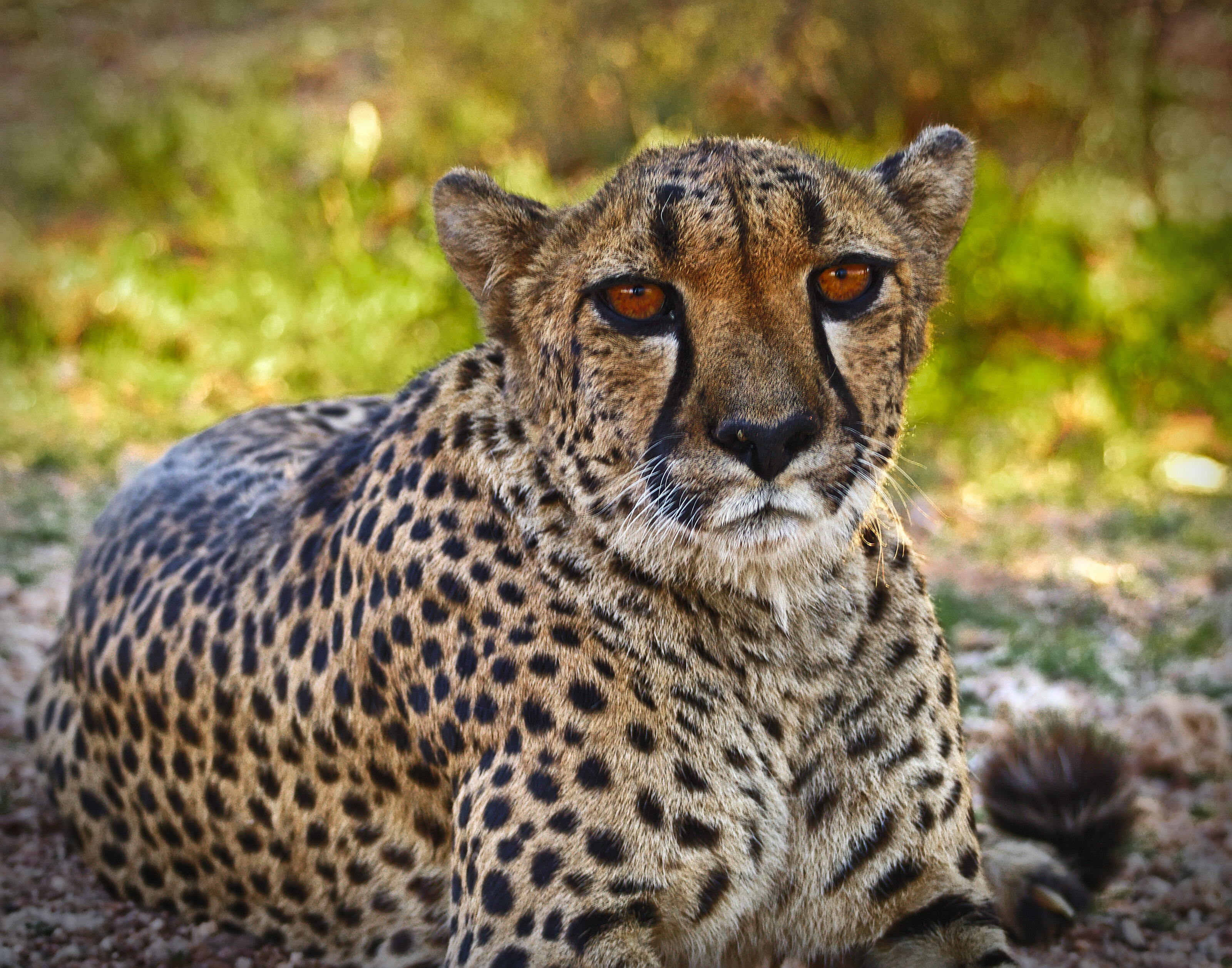 Cheetah