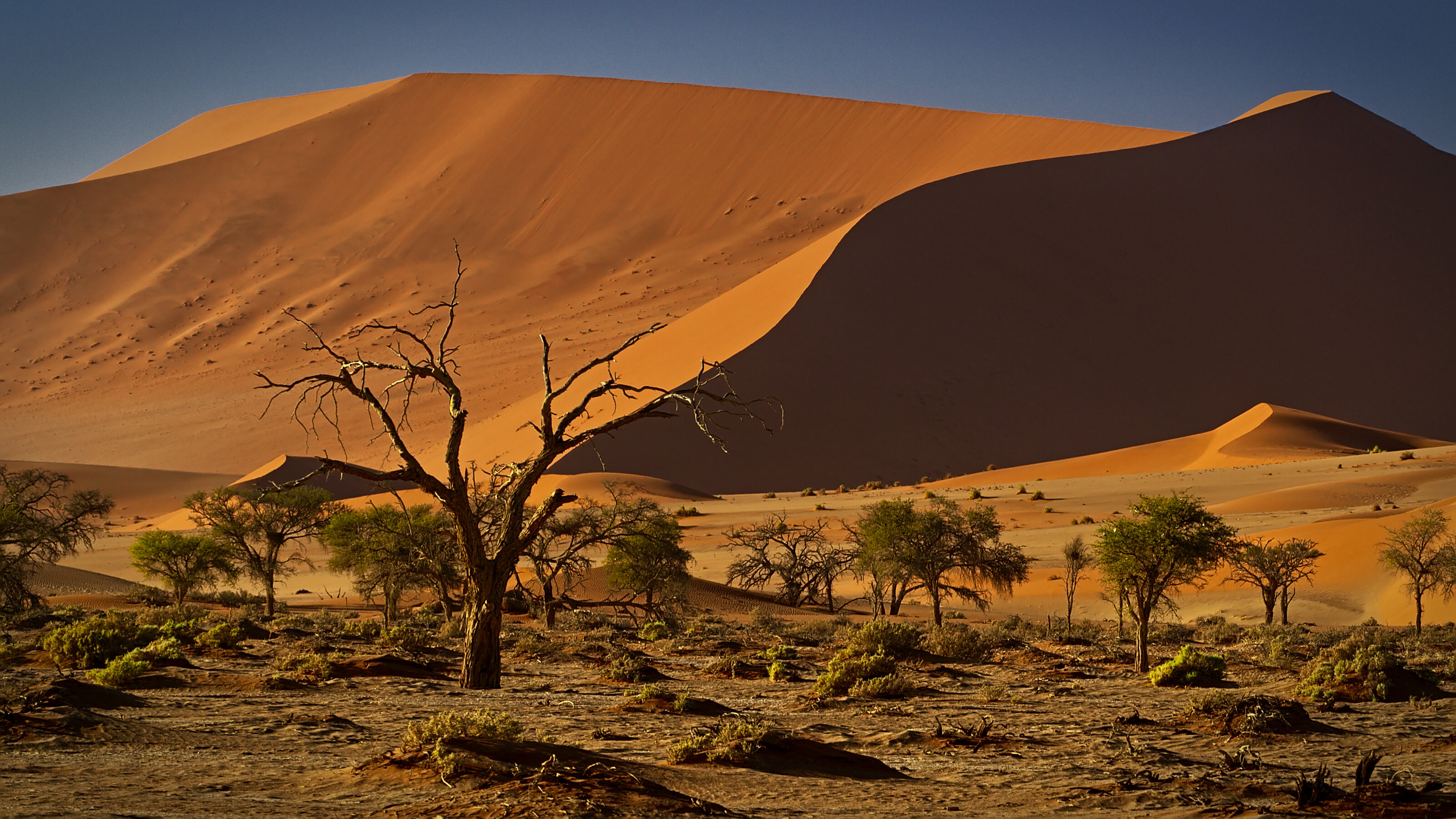 Sossuvlei Dead Tree