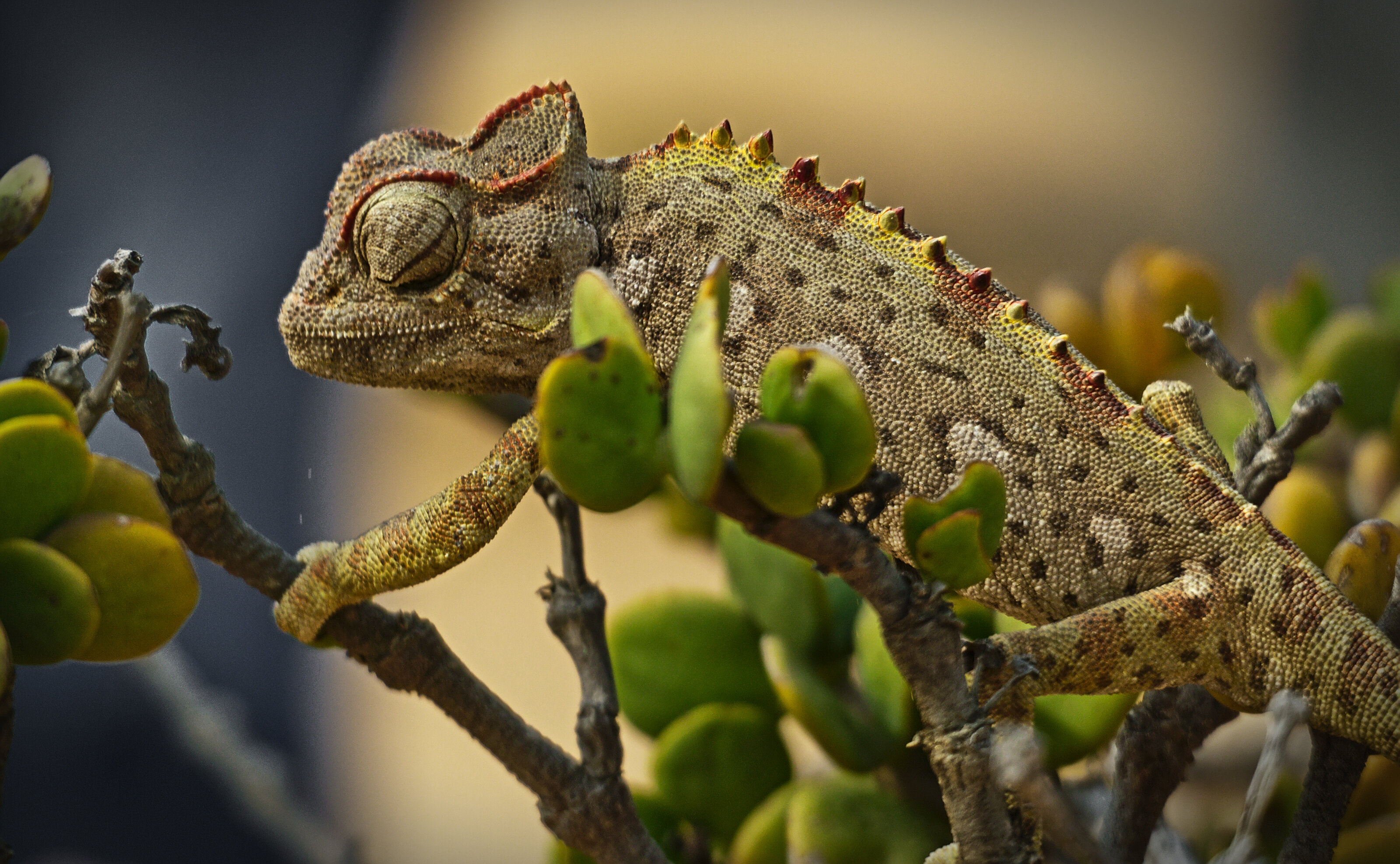 Desert Chameleon
